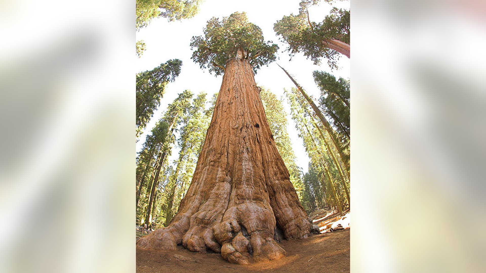 Largest Tree