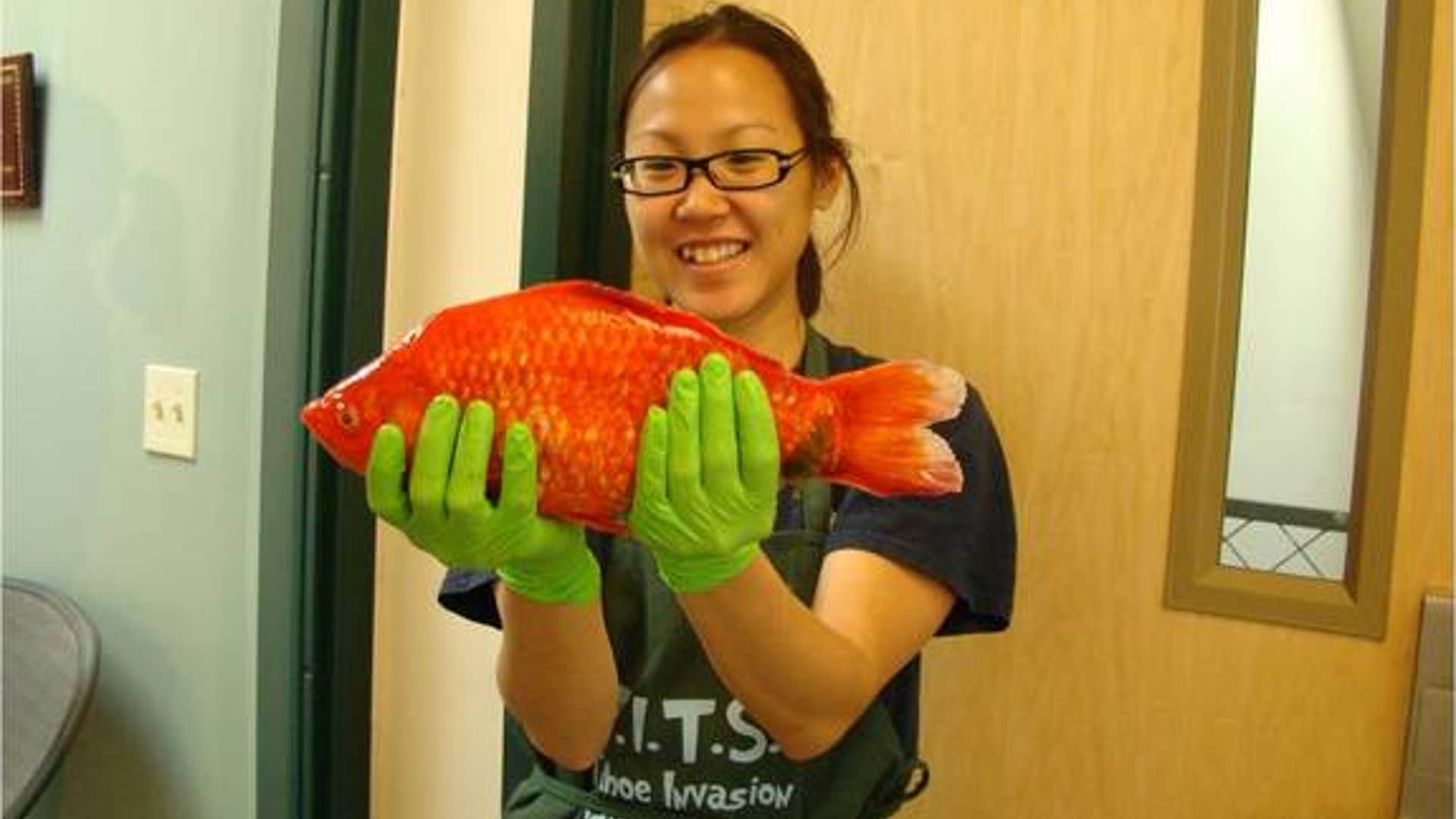 Monster goldfish found in Lake Tahoe