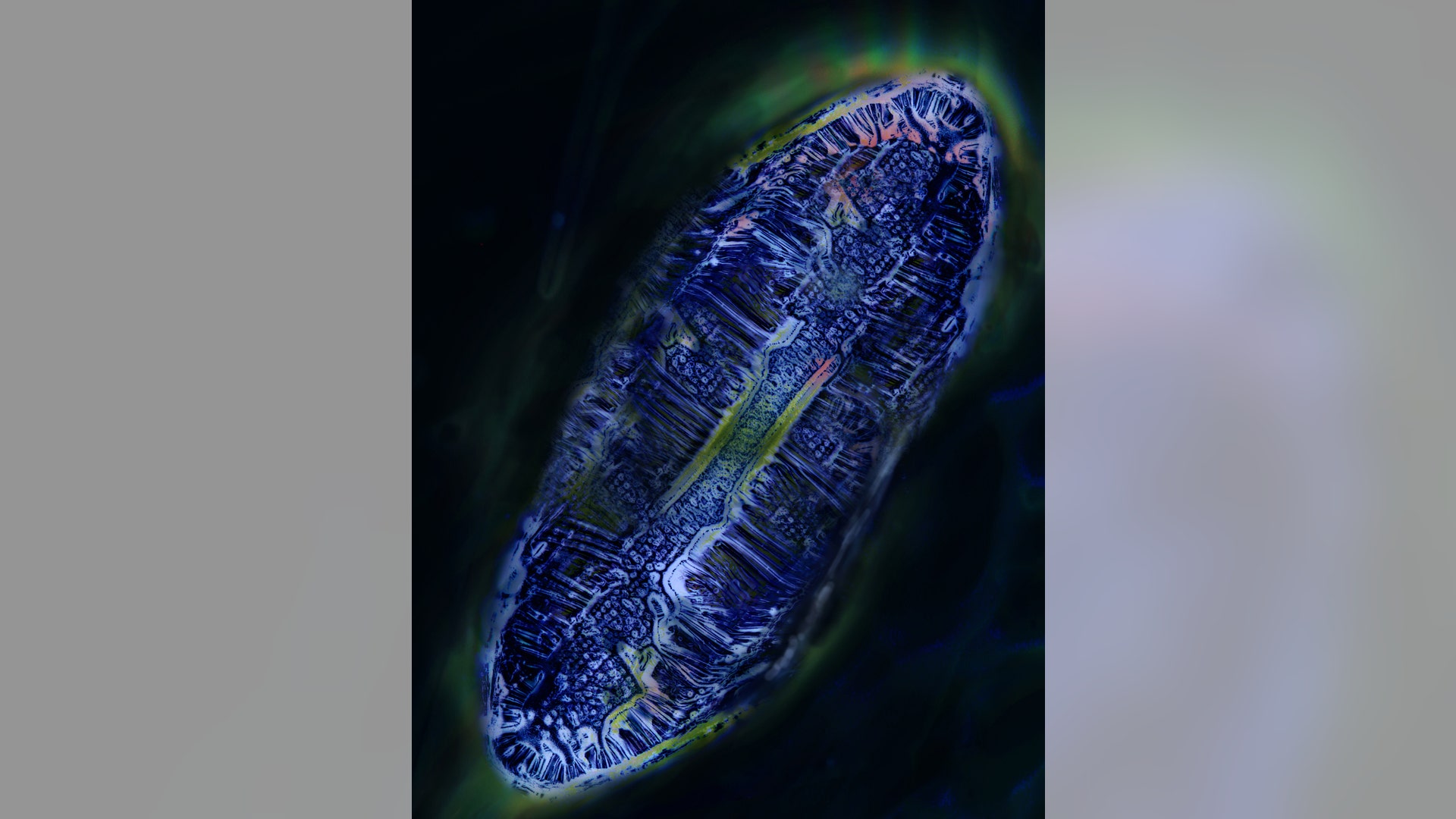 Photography, people's choice: Look at micro material