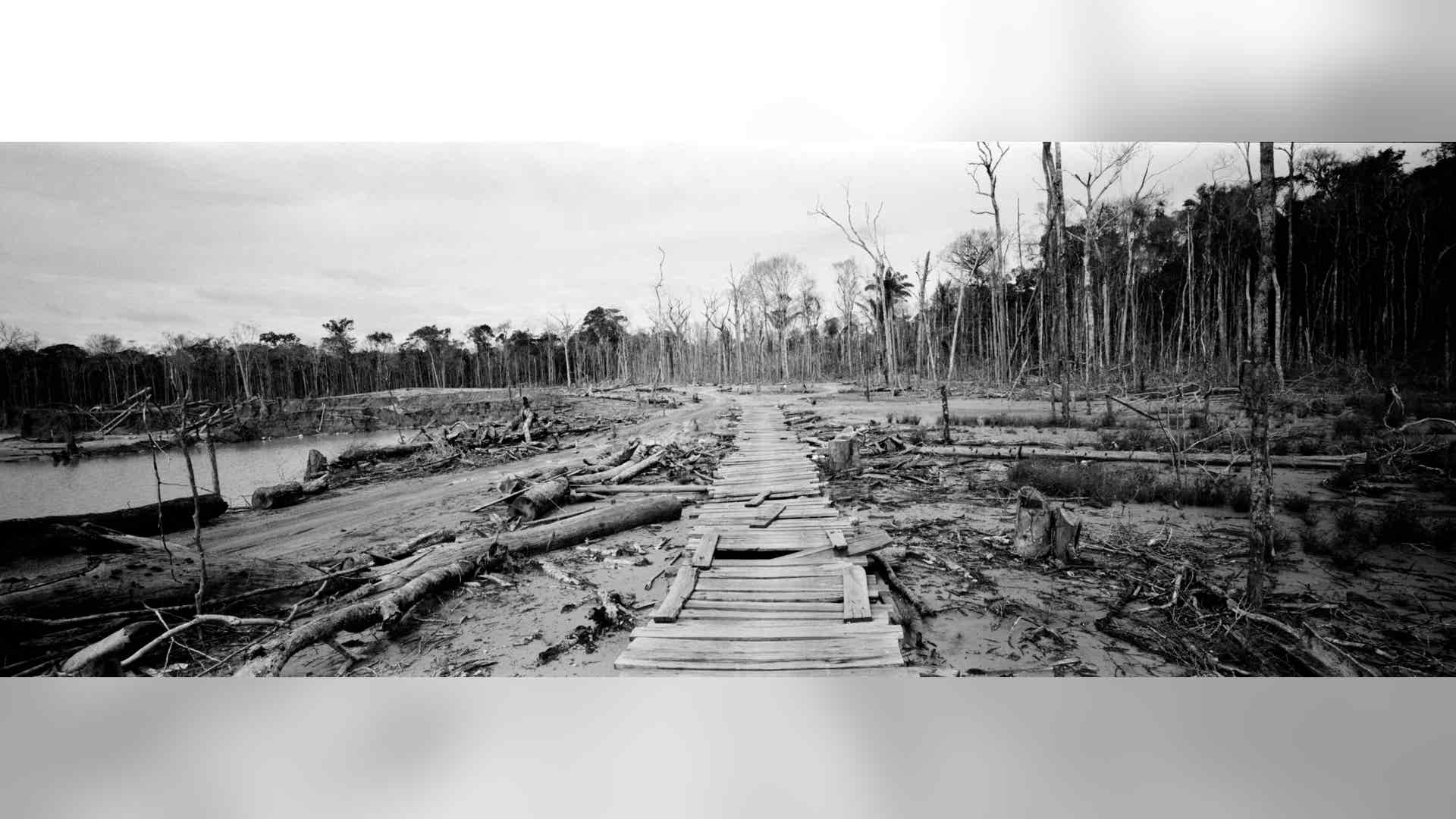 Peru_Rainforest_Destroyed__12_