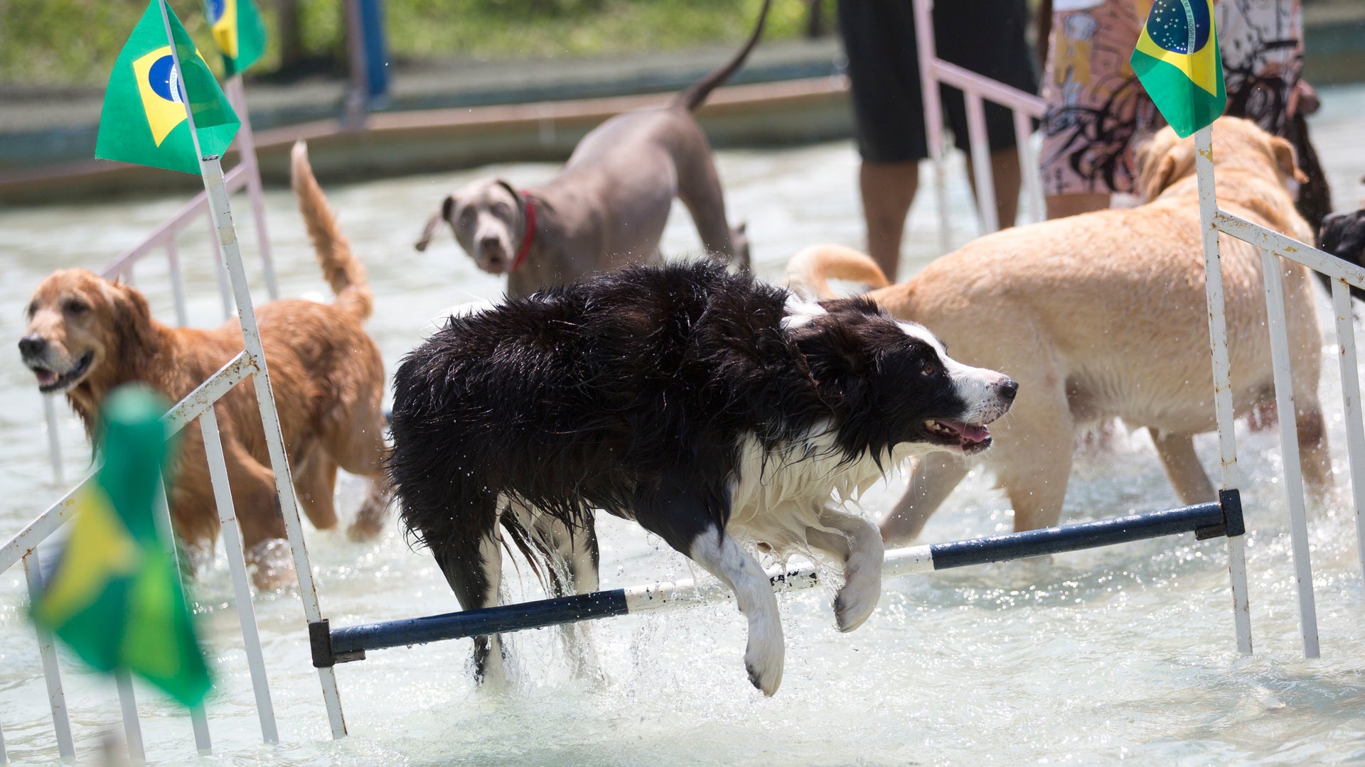 Brazil_Dog_Olympics__21_