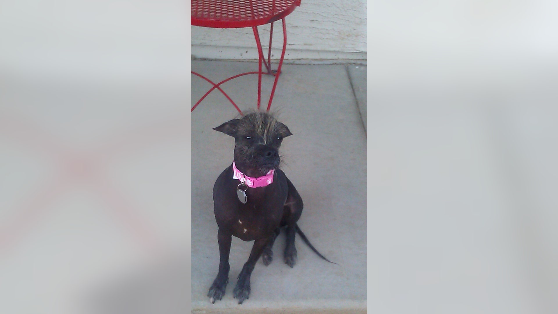 Ugly_Dog_2013___Cyndy_Loo