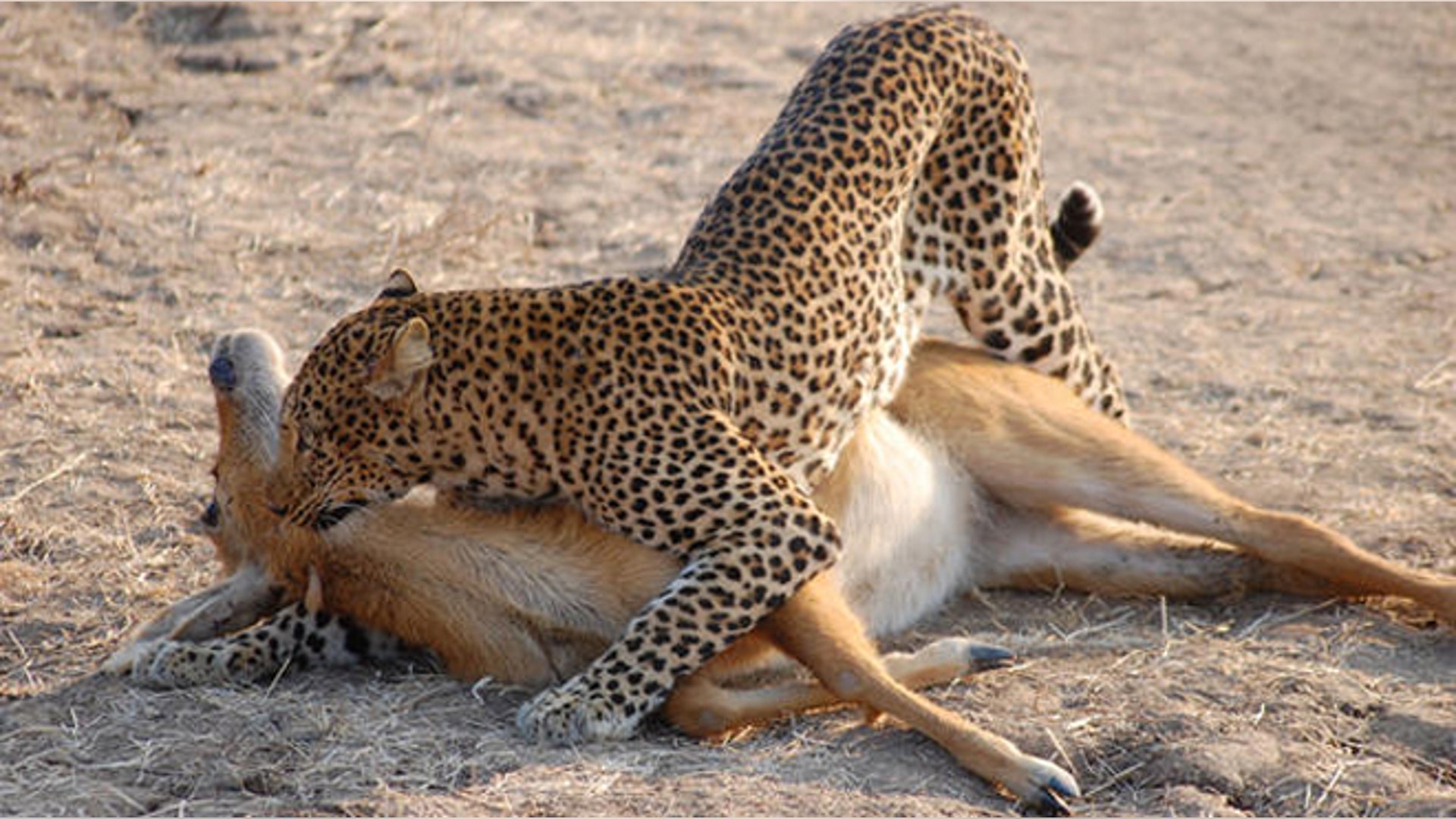 Early Morning, South Lluangwa by Hannah Fisher (Junior Winner)