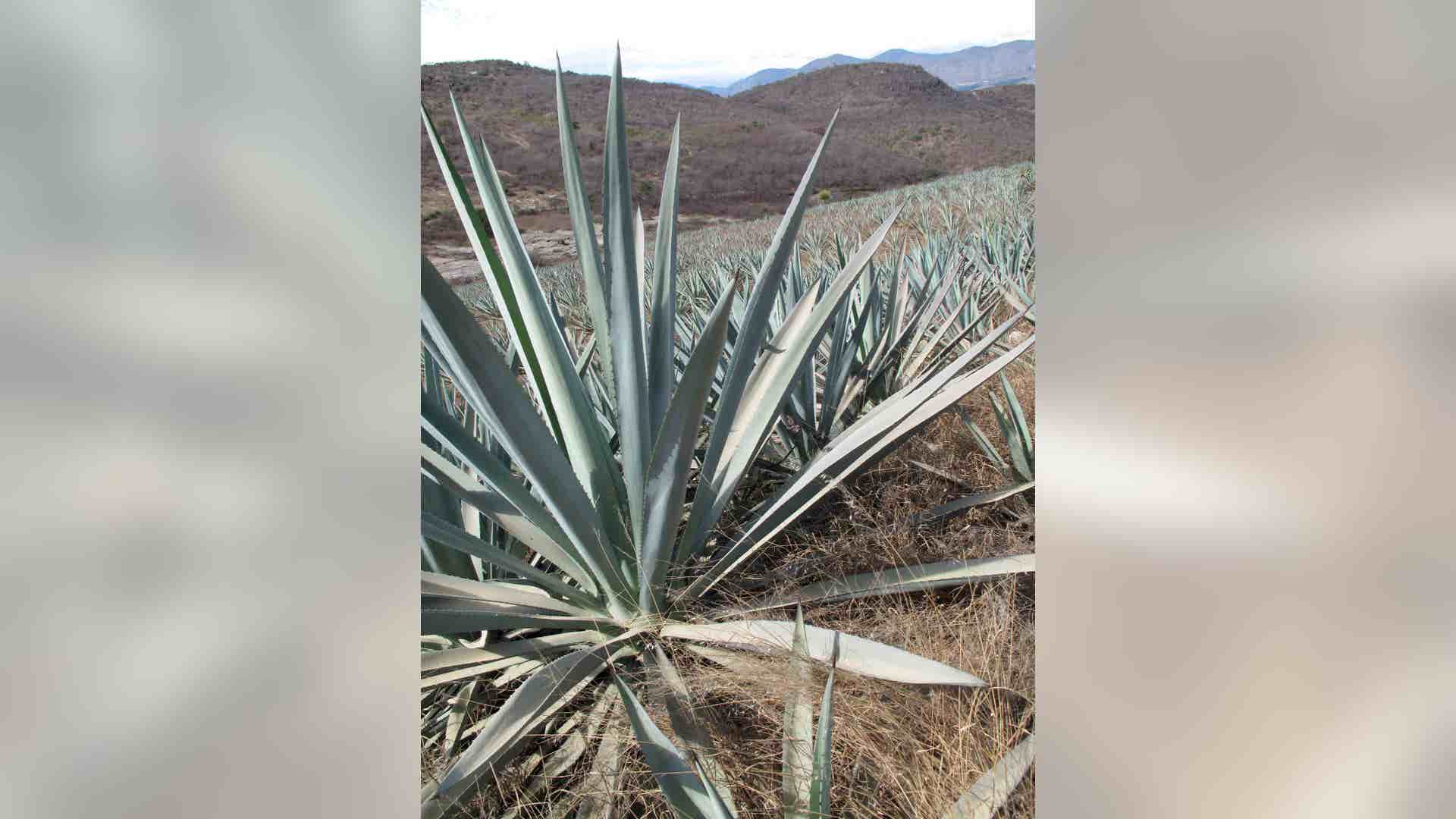 Flannery_Mezcal_Photos__1_