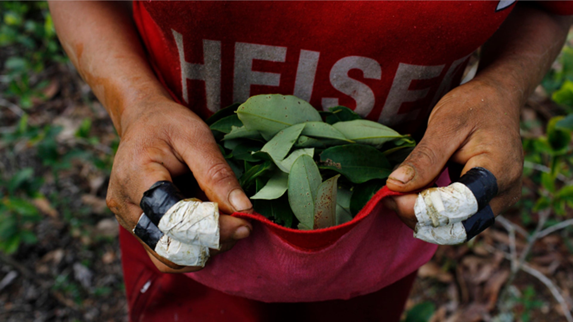 Peru_Coca_Harvest__8_