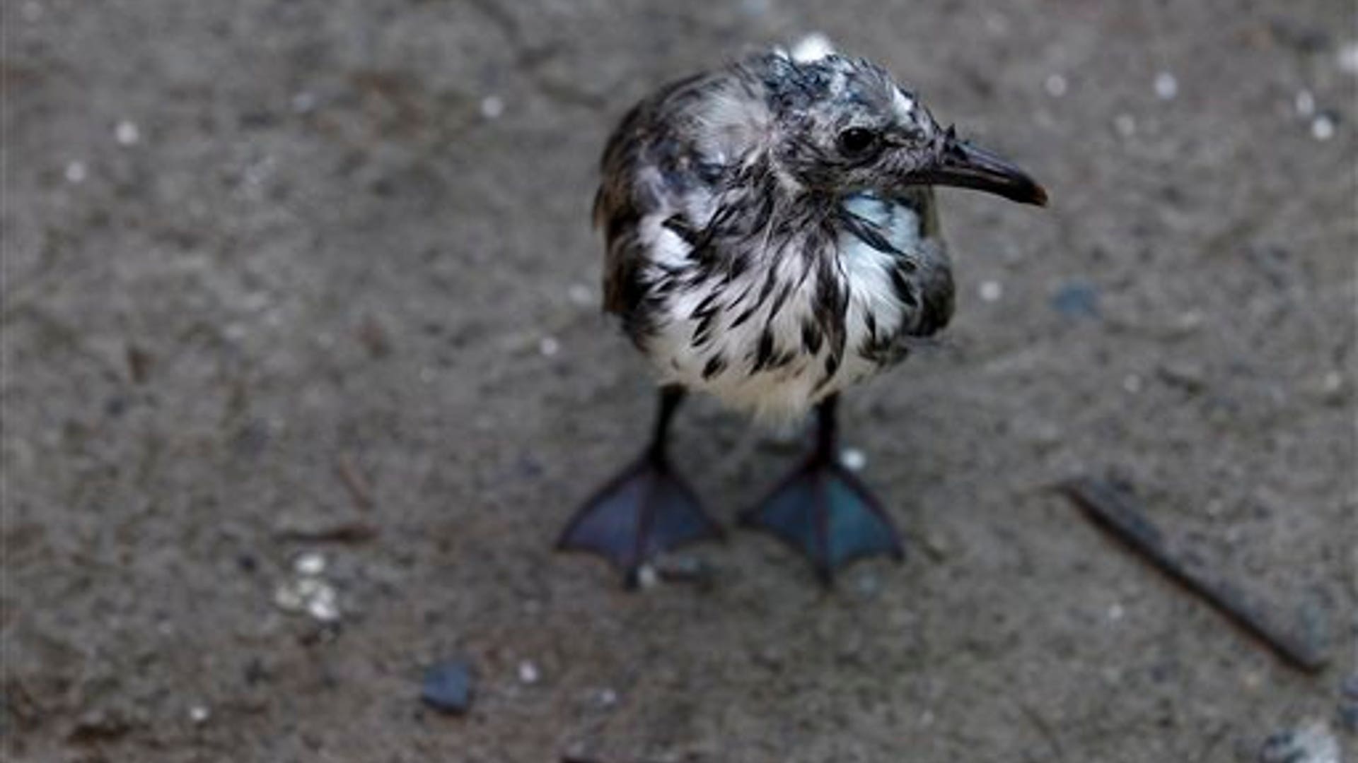 Baby_Laughing_Gull