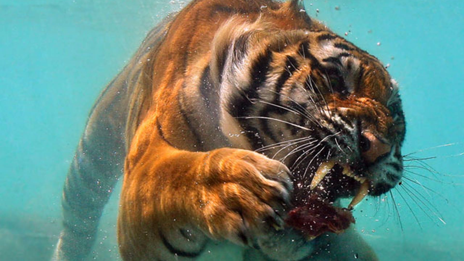 Underwater_Tiger