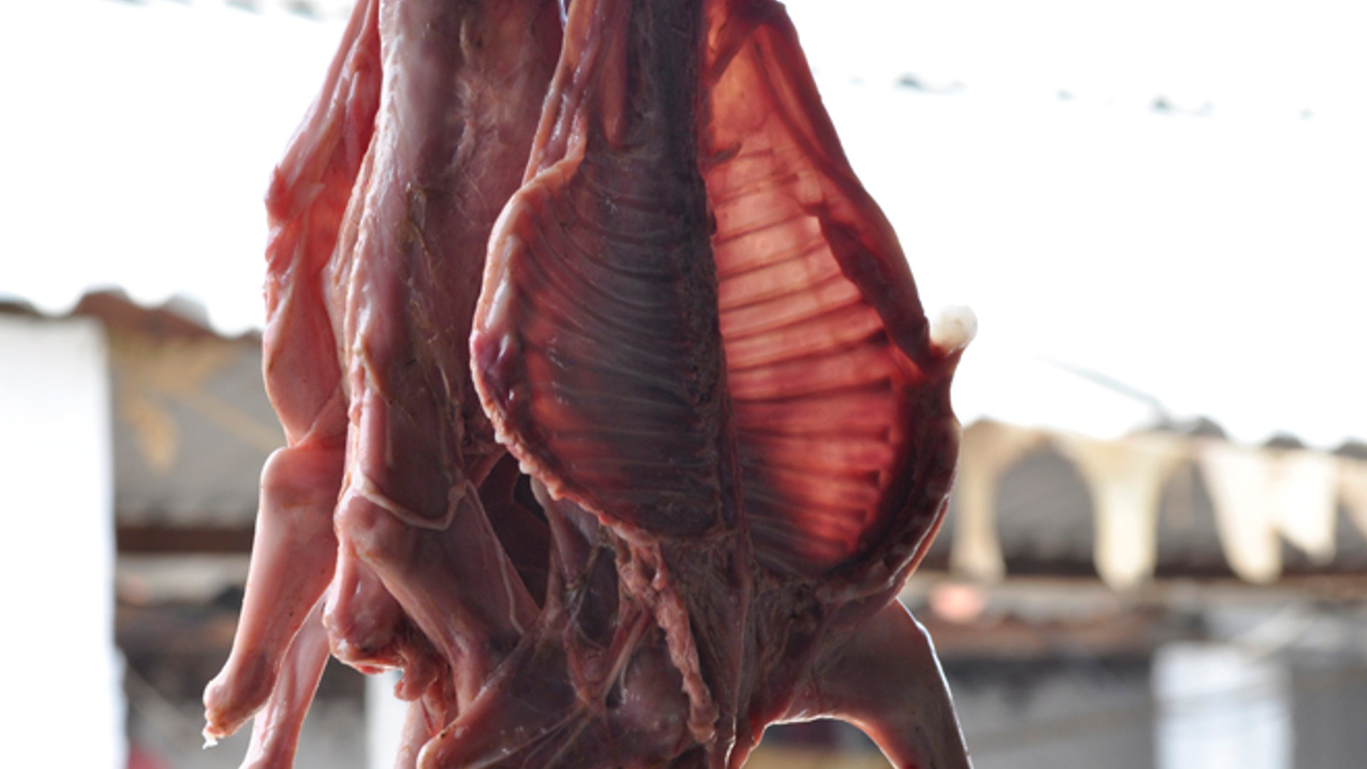 Goat_fetal_hanging_Latino