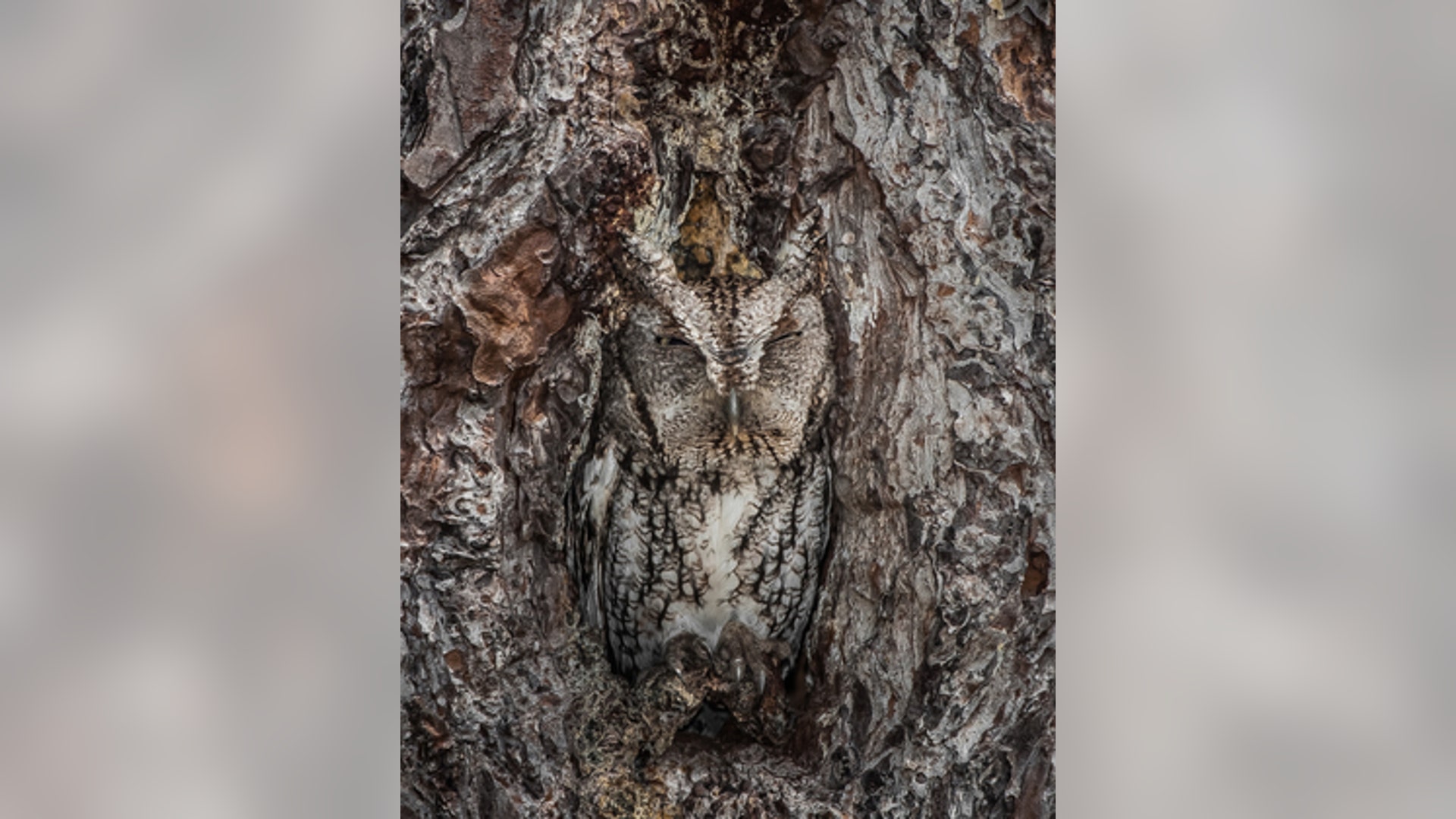 Okefenokee National Wildlife Refuge