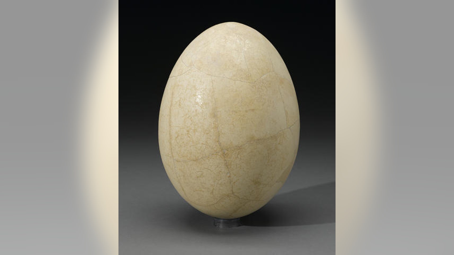 <b>Elephant Bird Egg</b>