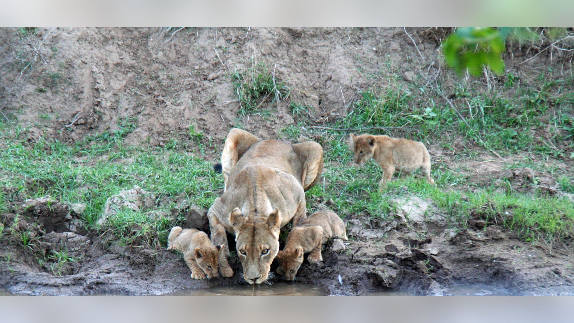 Lion Cubs Take a Drink