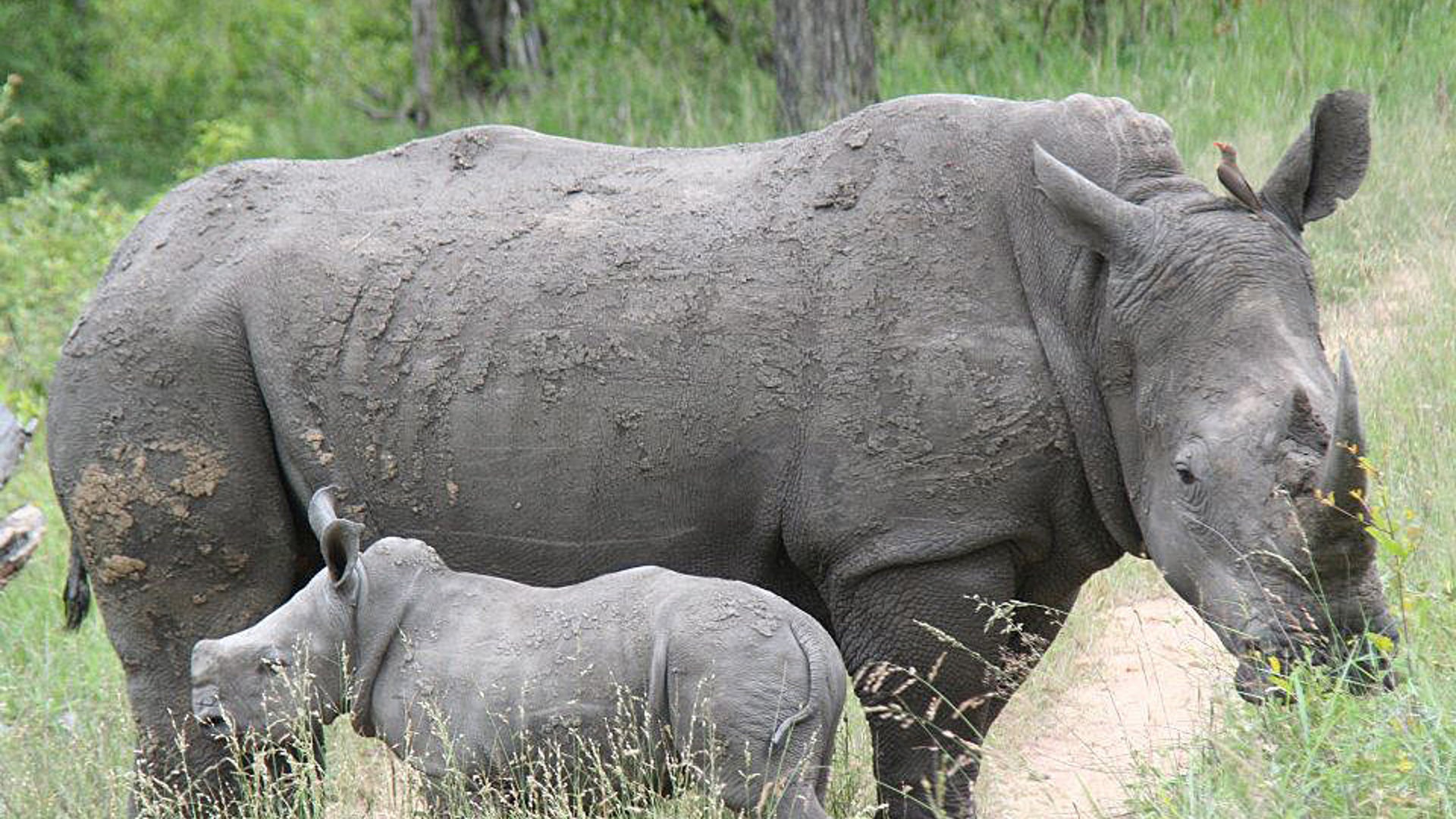 White Rhinos in the Mud