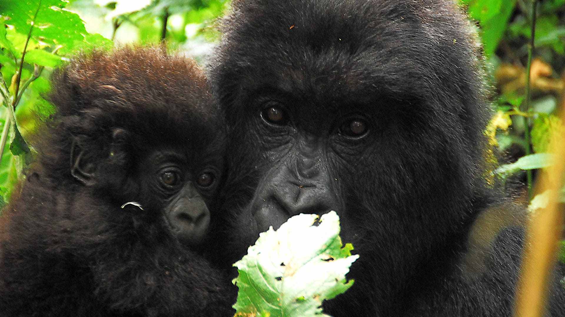 Virunga National Park, Rwanda