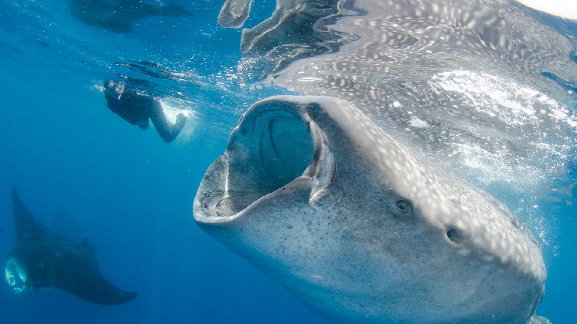 Interesting things in the world. Biggest Shark.