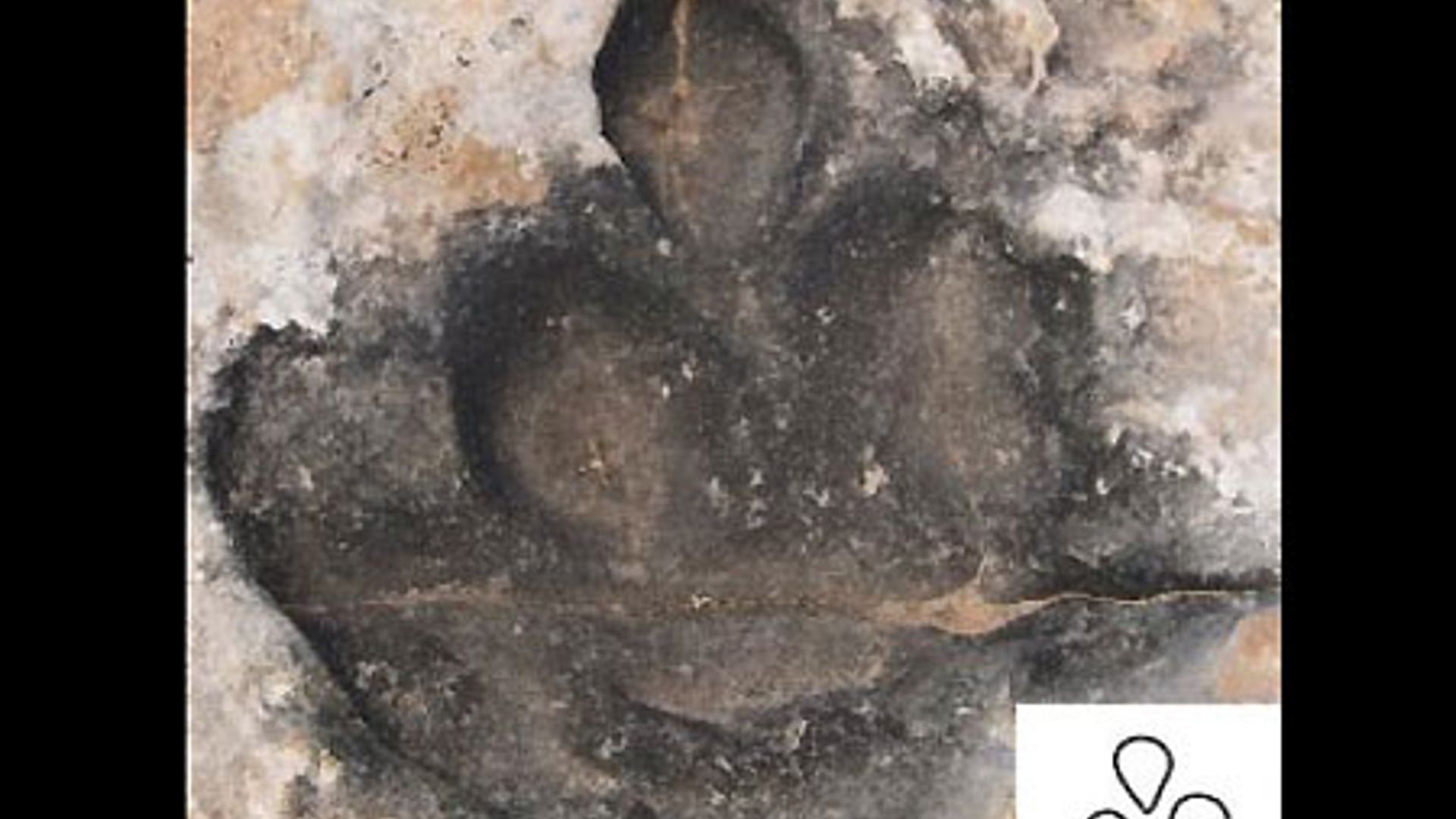 An Upright Meat-Eater