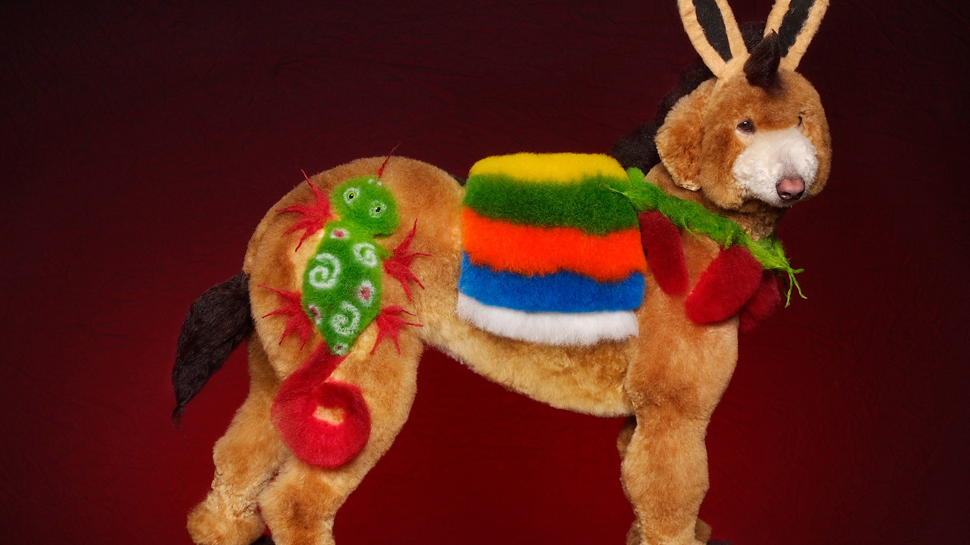 A dog from Atlanta, Georgia.