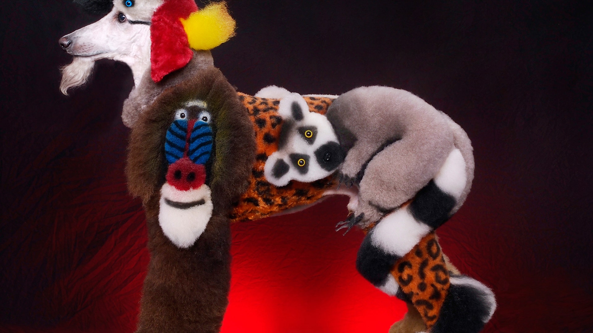 A dog from Secaucus, New Jersey.