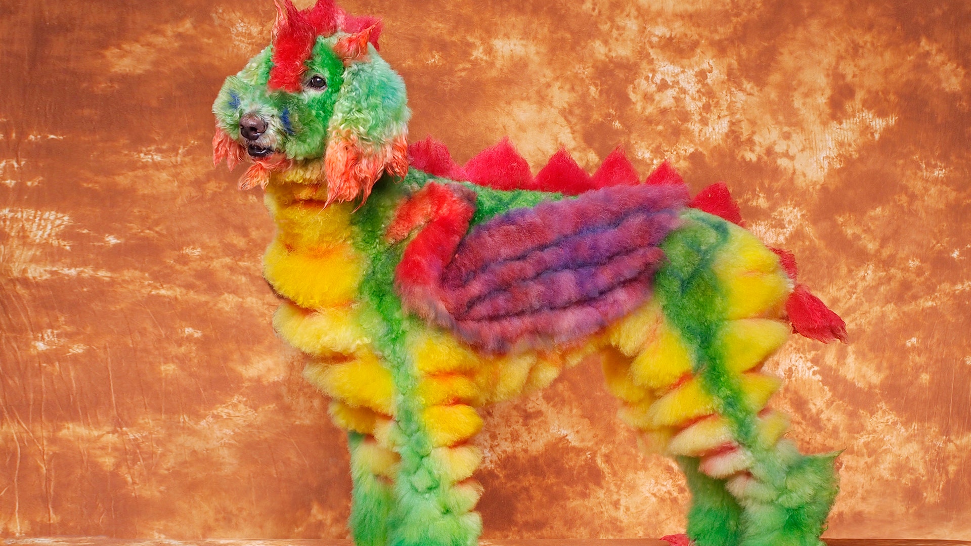 A dog from Sturbridge, Massachusetts.