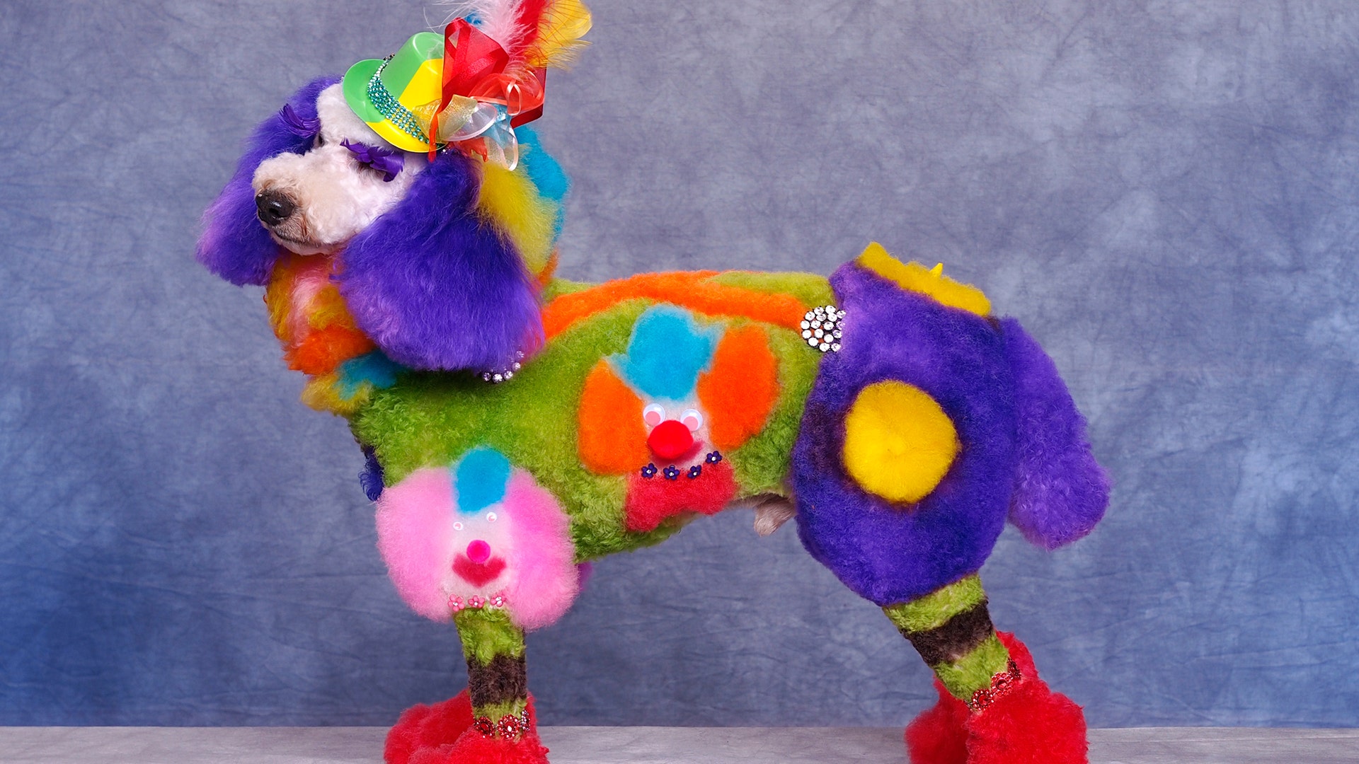 A dog from Atlanta, Georgia.