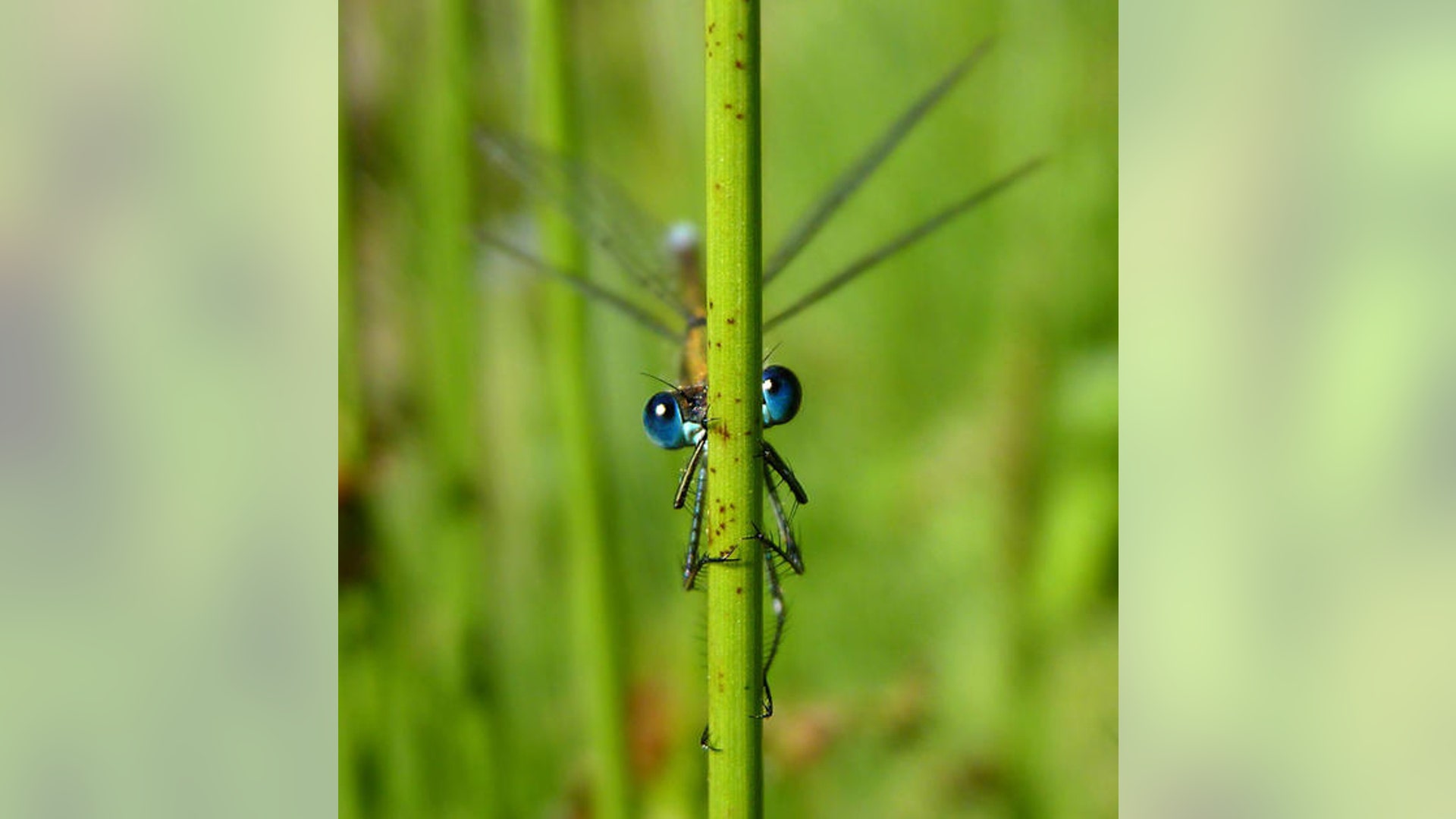 Eye See You by Freya Coursey - Highly Commended (Junior)