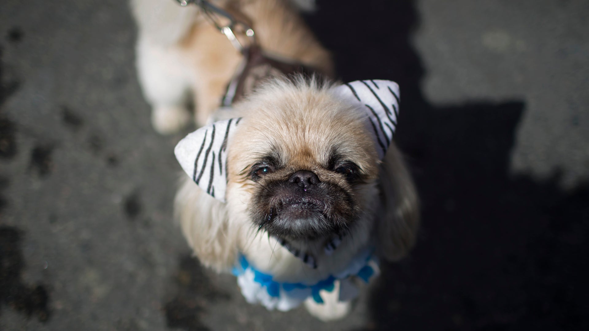 Brazil_puppy_carnival__6_