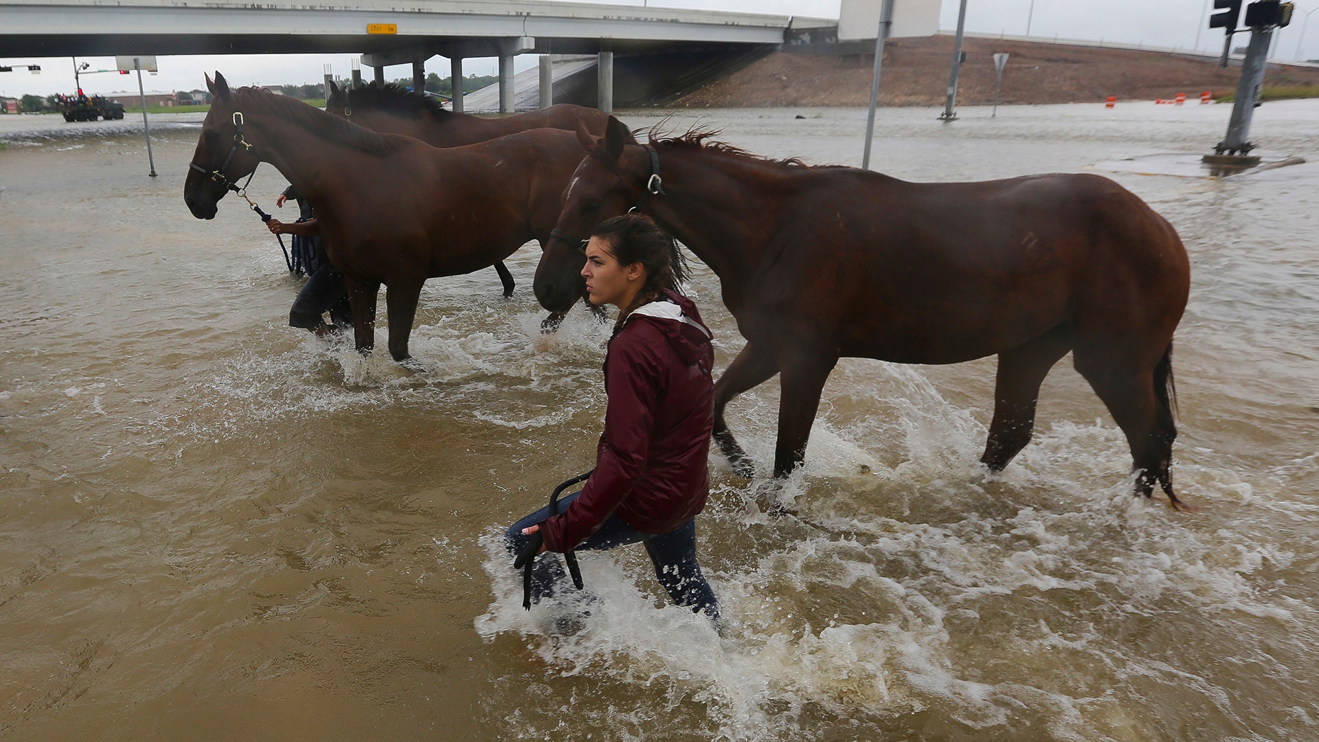 Volunteers from Texas A&M help rescue horses along the south Sam Houston Tollway, Tuesday