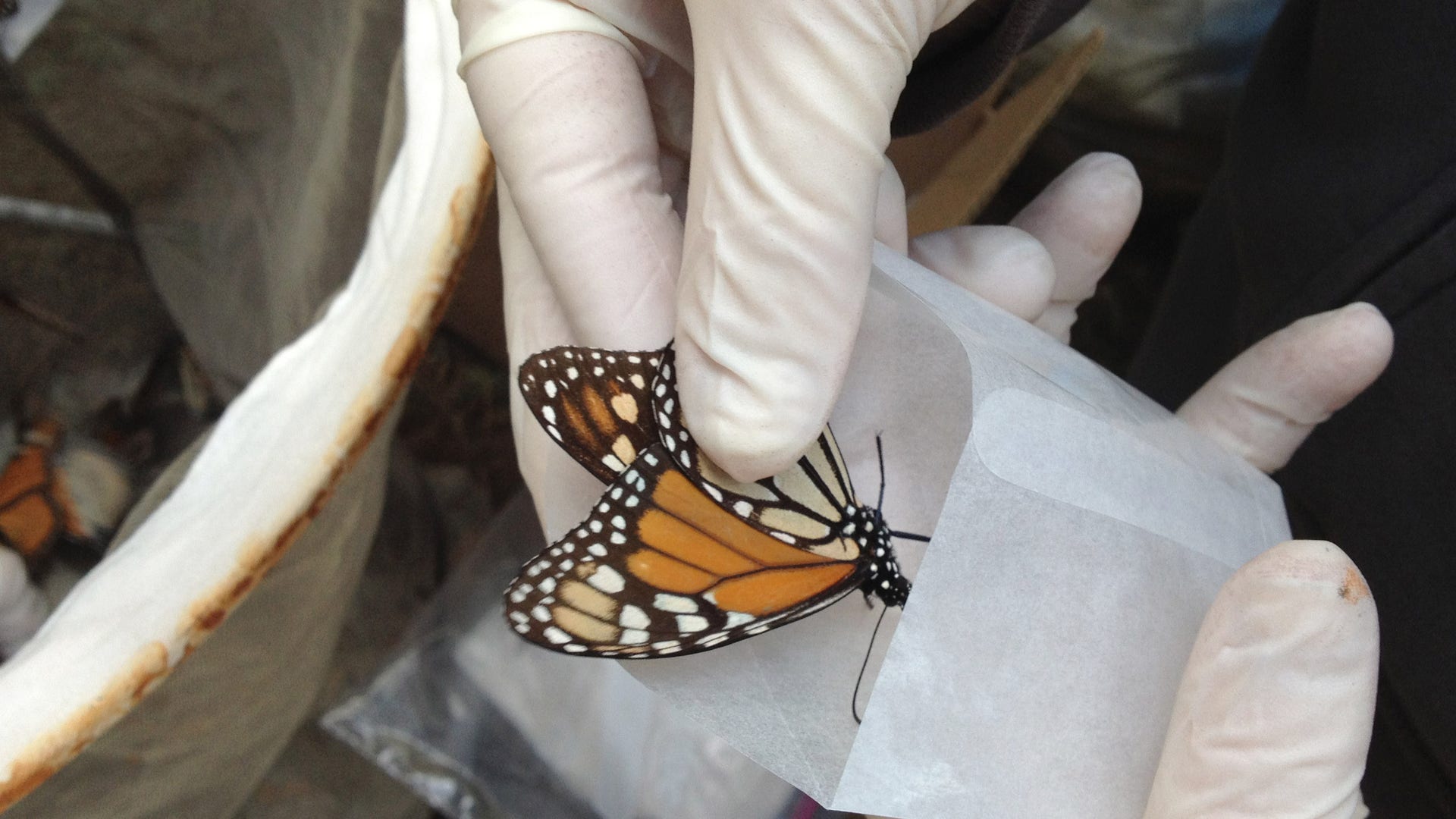 Travel_Trip_Monarch_B_Garc_6