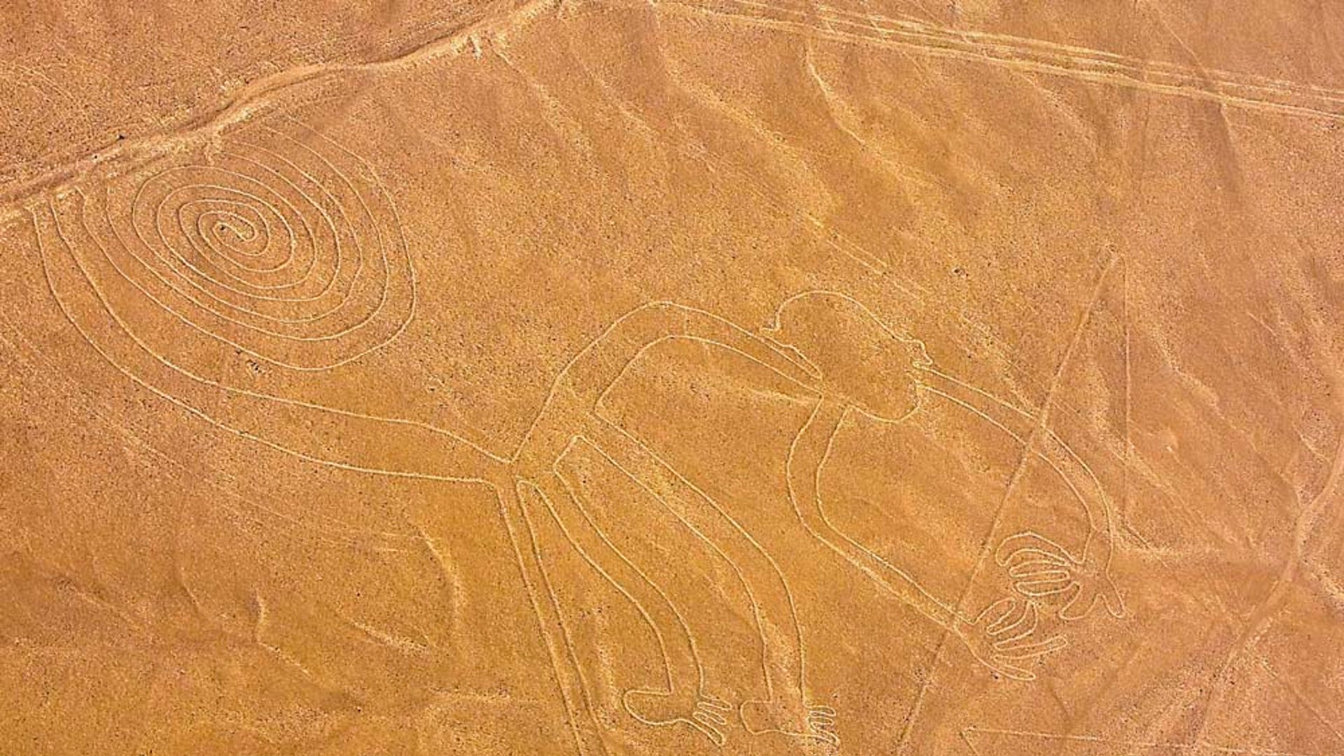 The Monkey of Curves 