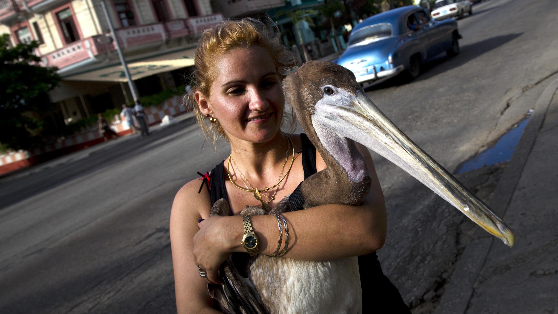 Cuba_Pancho_the_Pelic_Grat__4_