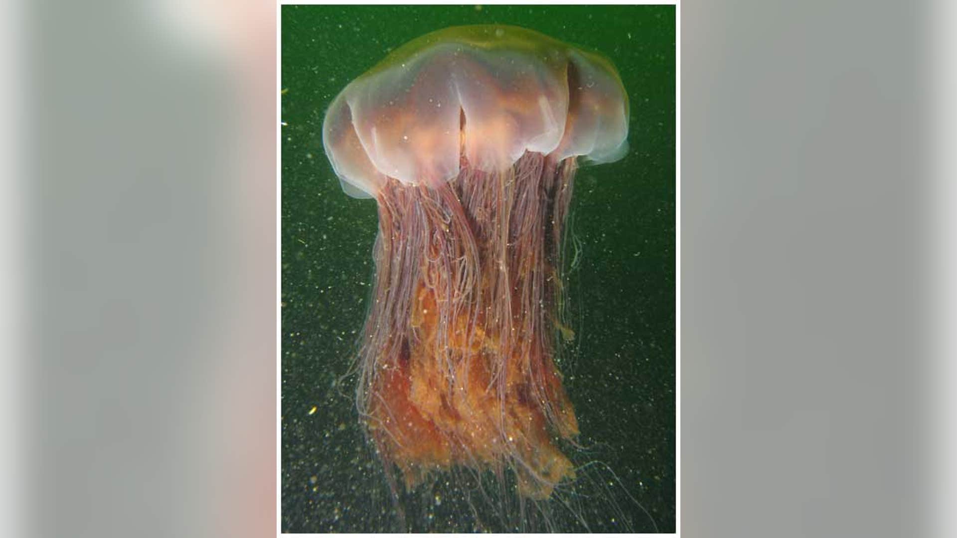 Largest Jellyfish
