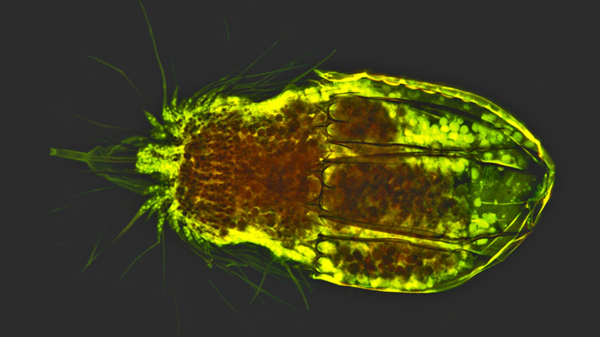 'Girdle-Wearing' Burrowers