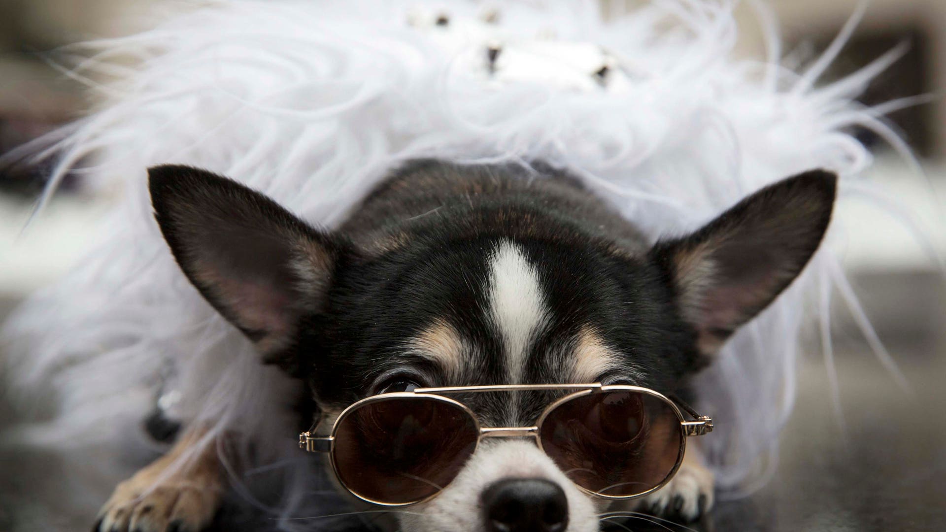 Fashion is for the chihuahuas