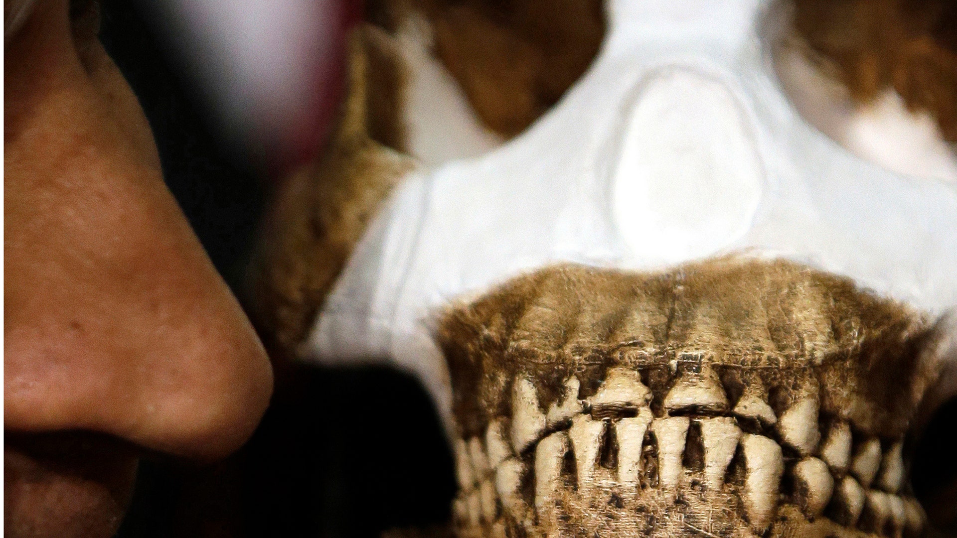 Introducing Homo naledi