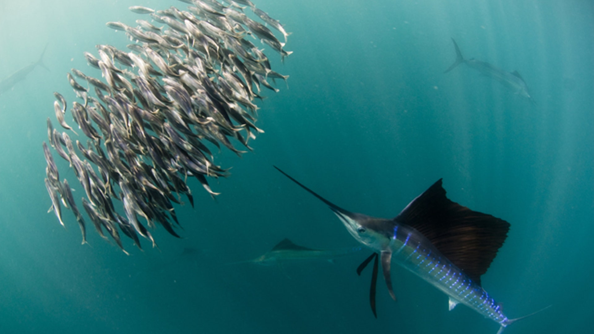 Sailfish