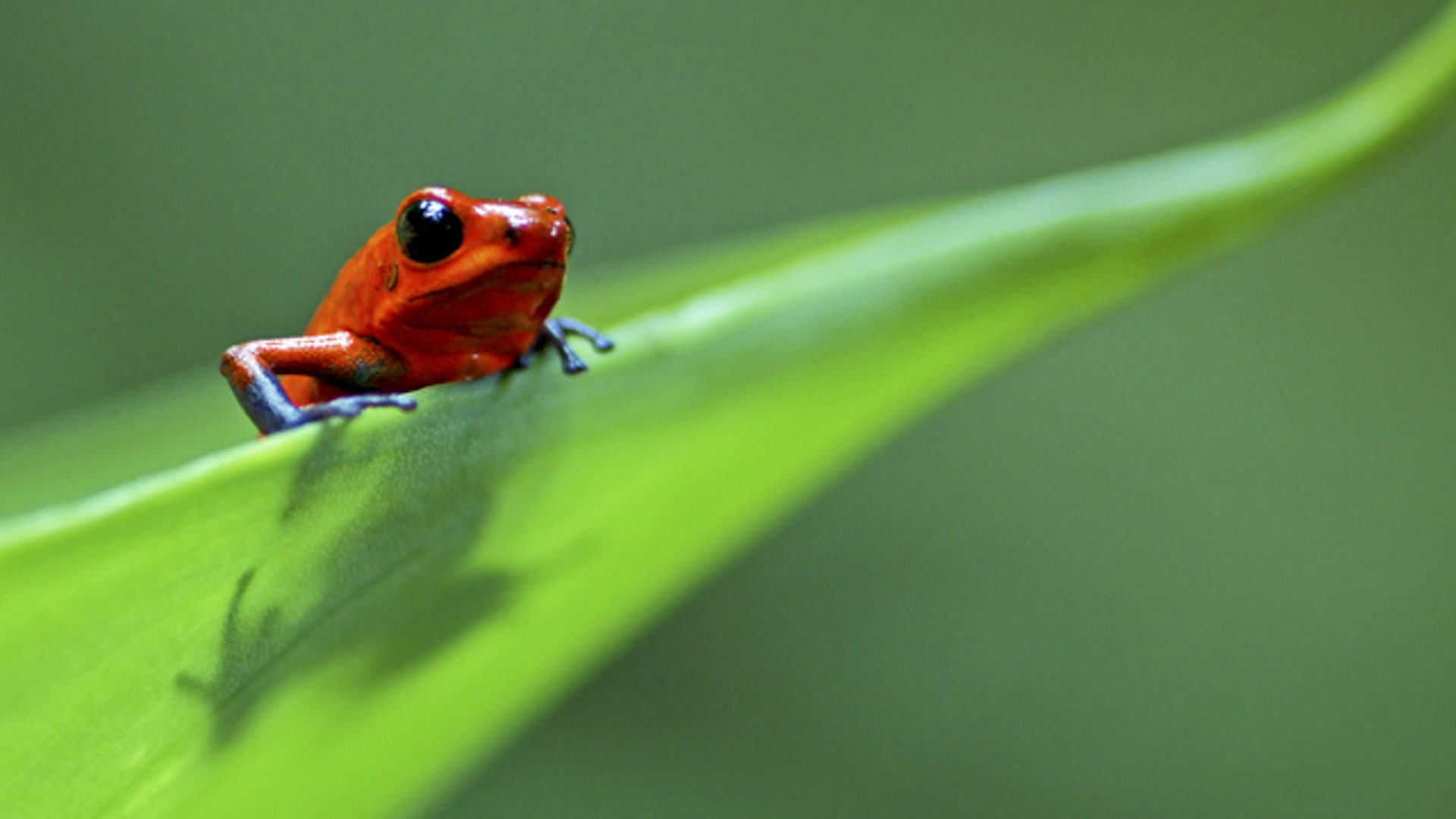 Poison Arrow Frog