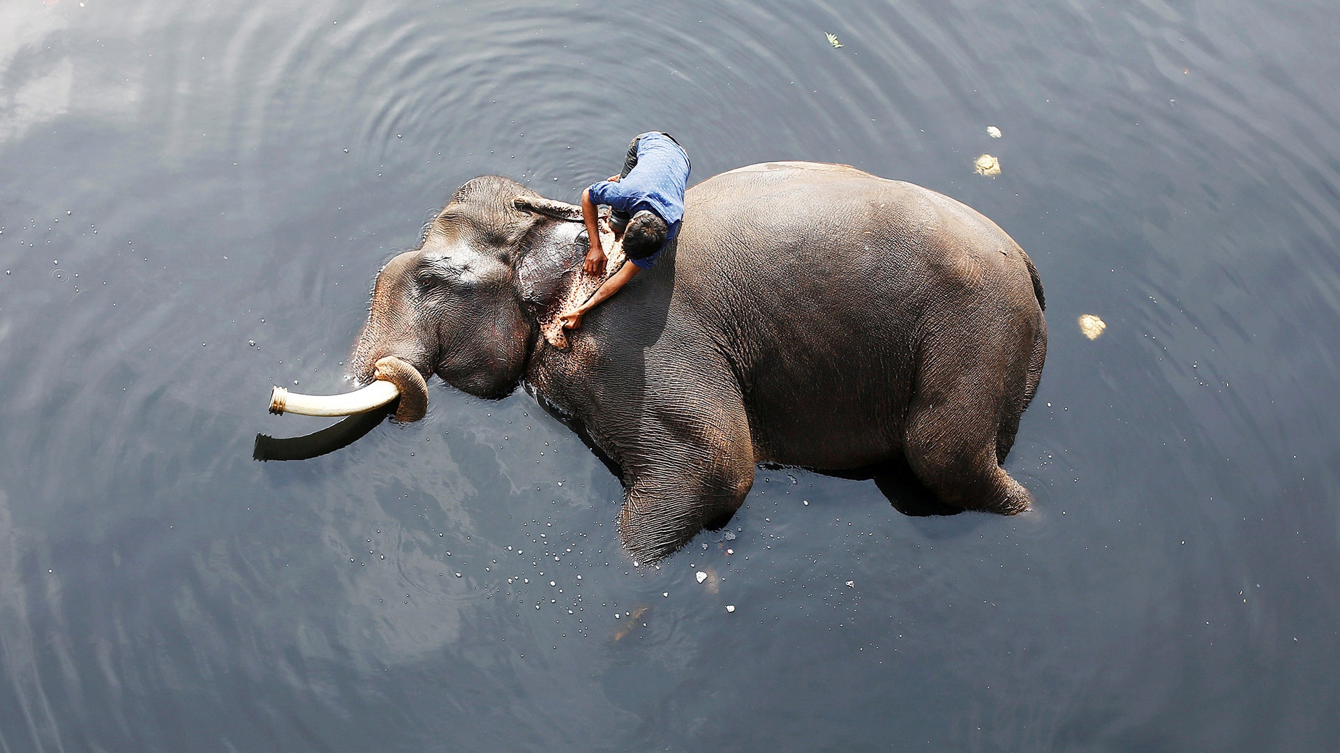 A mahout bathes his elephant in the polluted water of river Yamuna in New Delhi, India February 6, 2018