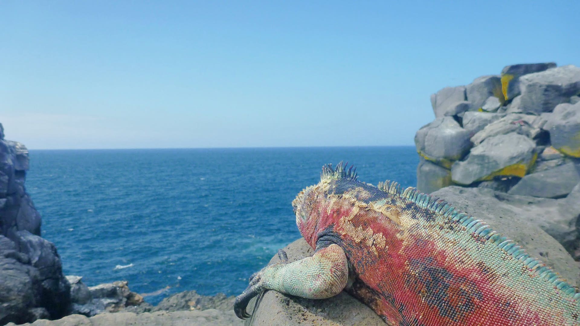 Land_Iguana_Looks_out_to_Sea