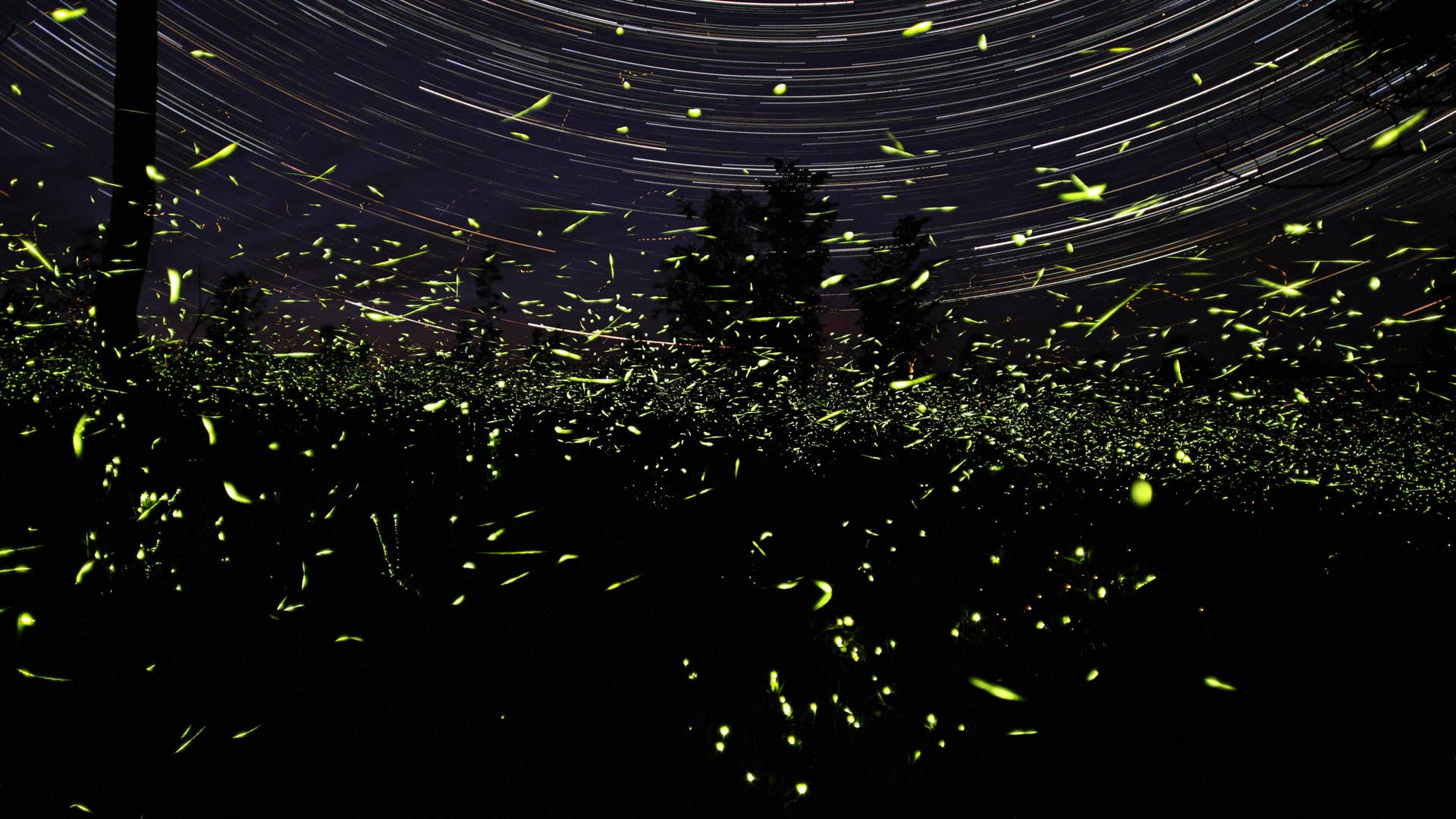 Stars and Fireflies