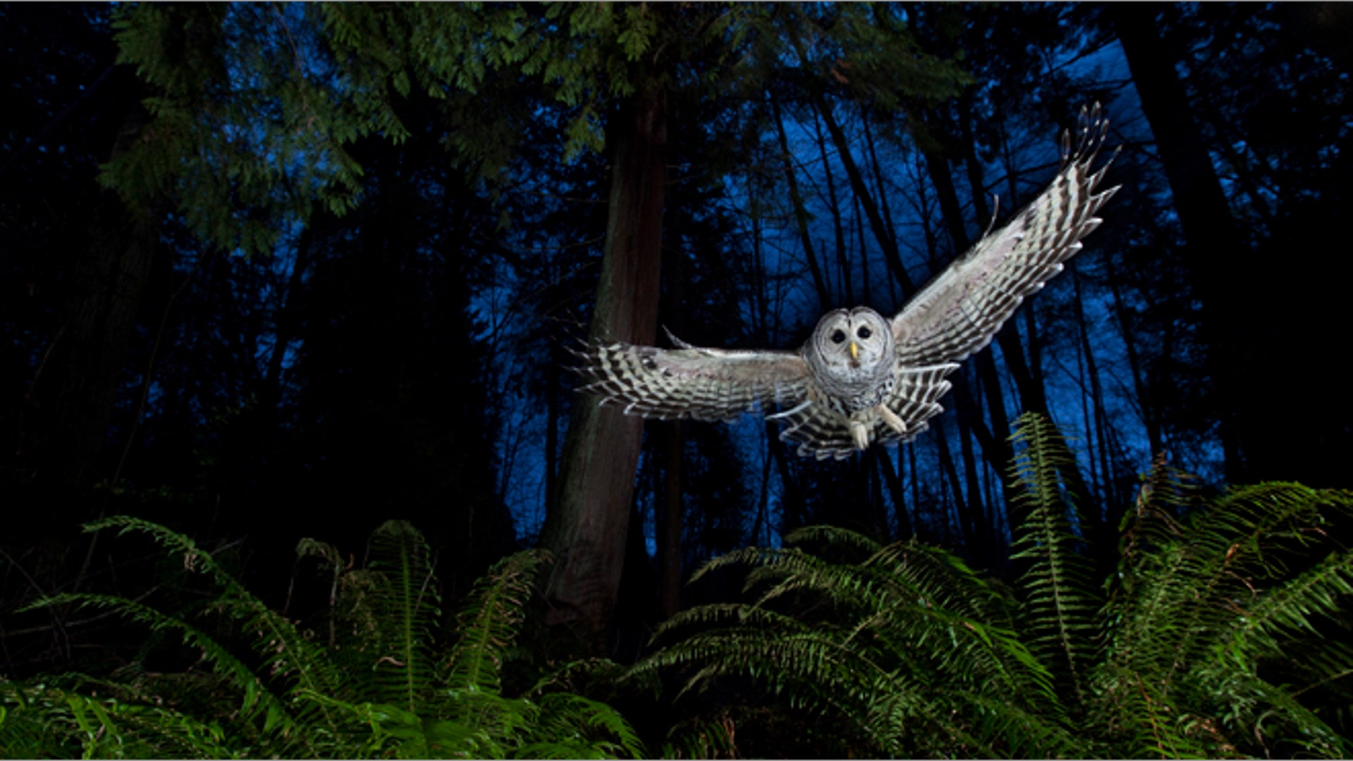 <b>Winner: The Eric Hosking Portfolio Award</b>