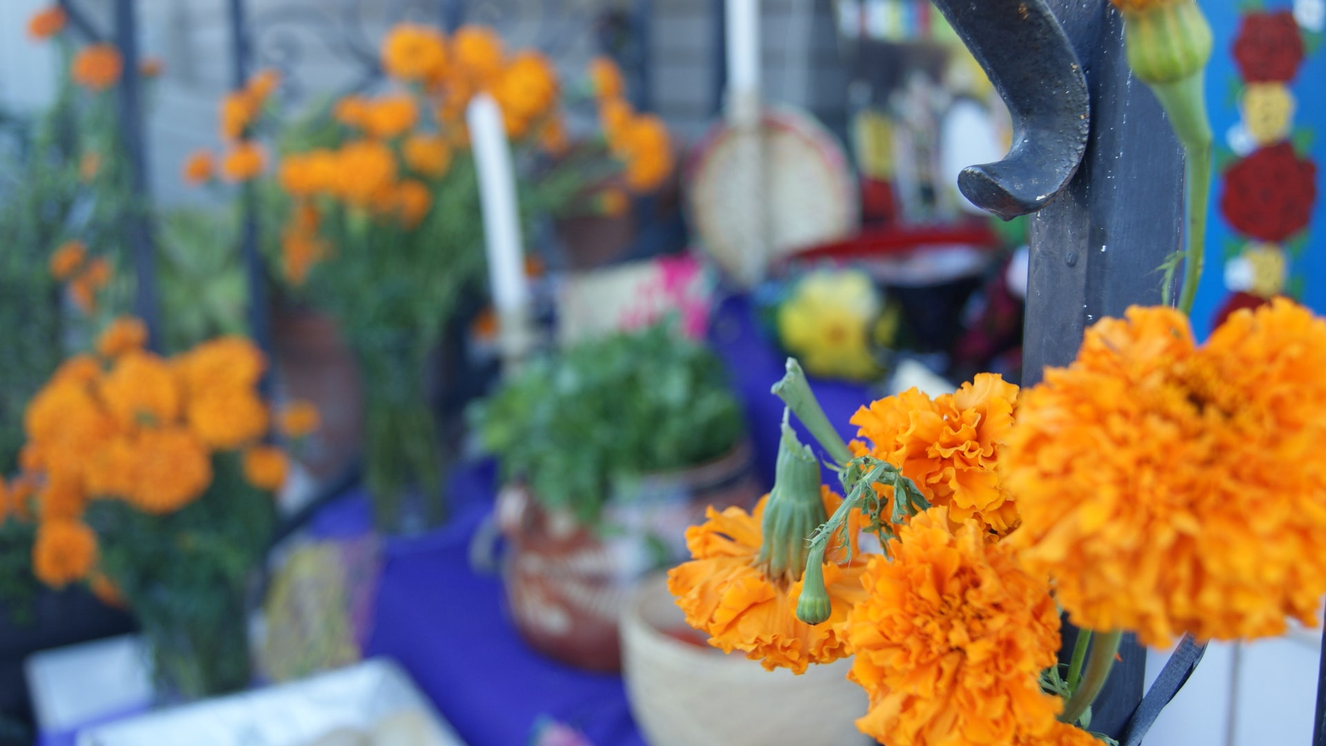 flor_de_cempas__chil_pr_flower_of_the_dead