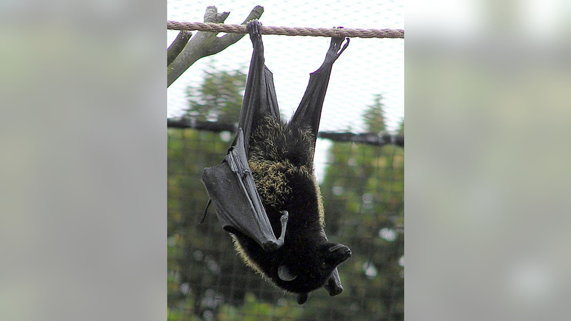 Biology Prize 2010: Fruitbat