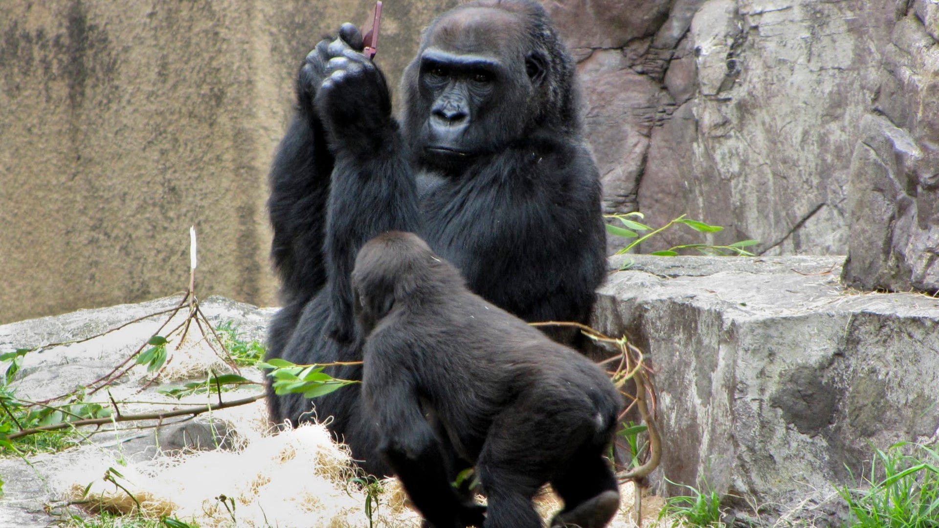 Donkey Kong Jr.