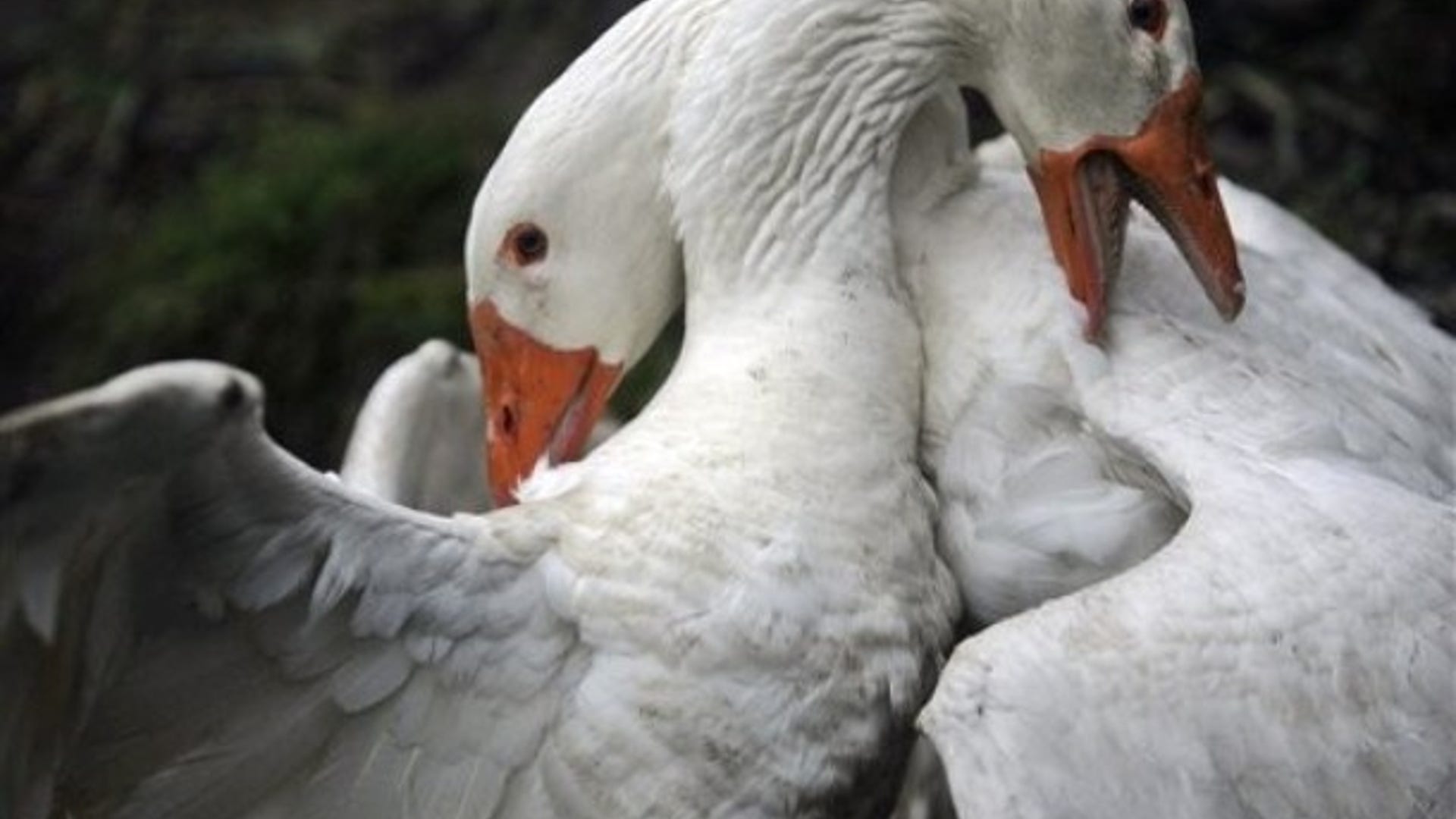 What's Good for the Goose...