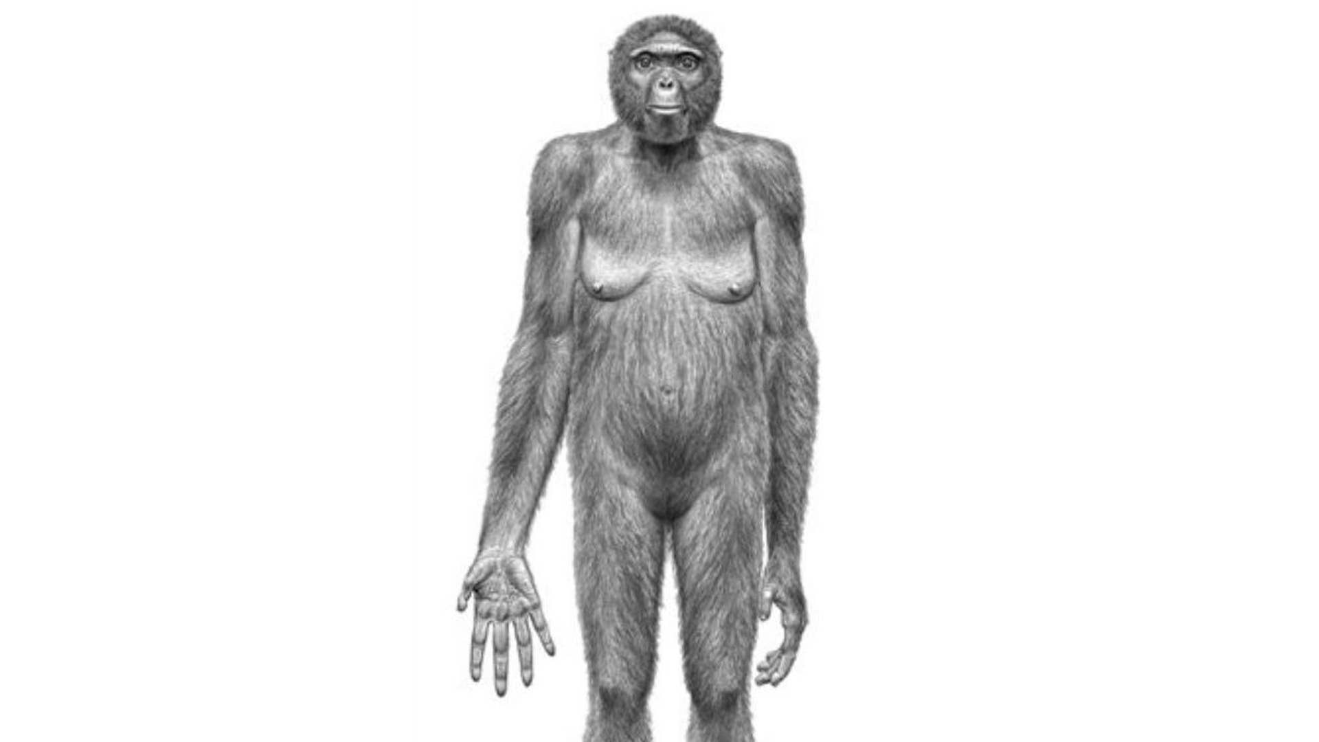 Прямой предок человека. Арди (ардипитек). Ардипитек скелет. Гоминиды самки. Ардипитек австралопитек.