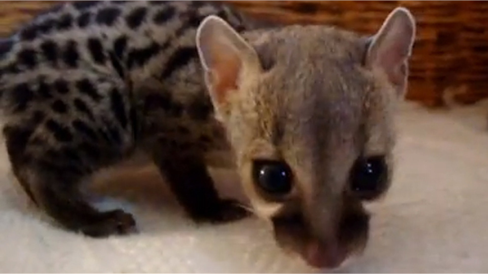 <b>Genet</b>