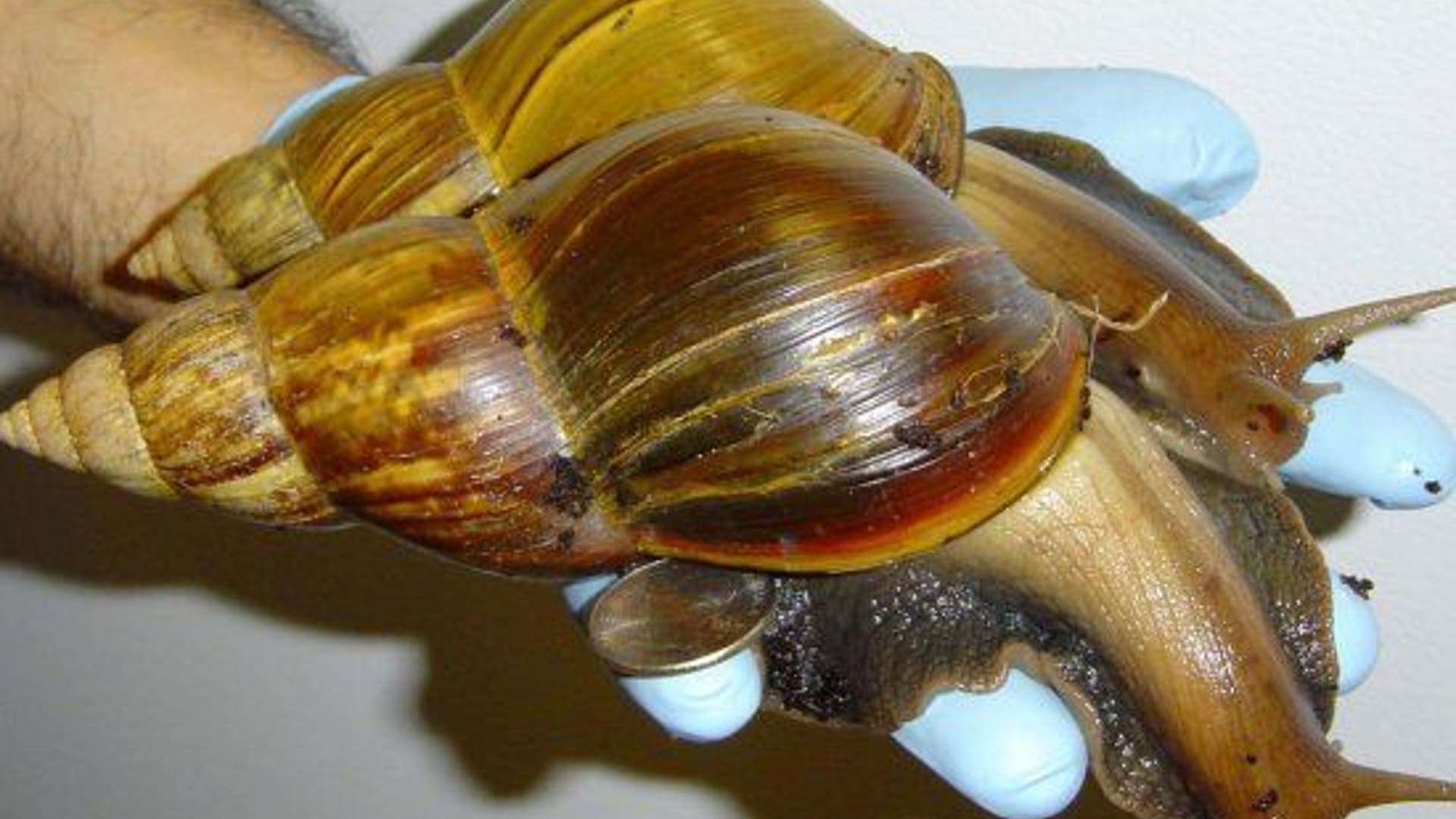 giant_snail