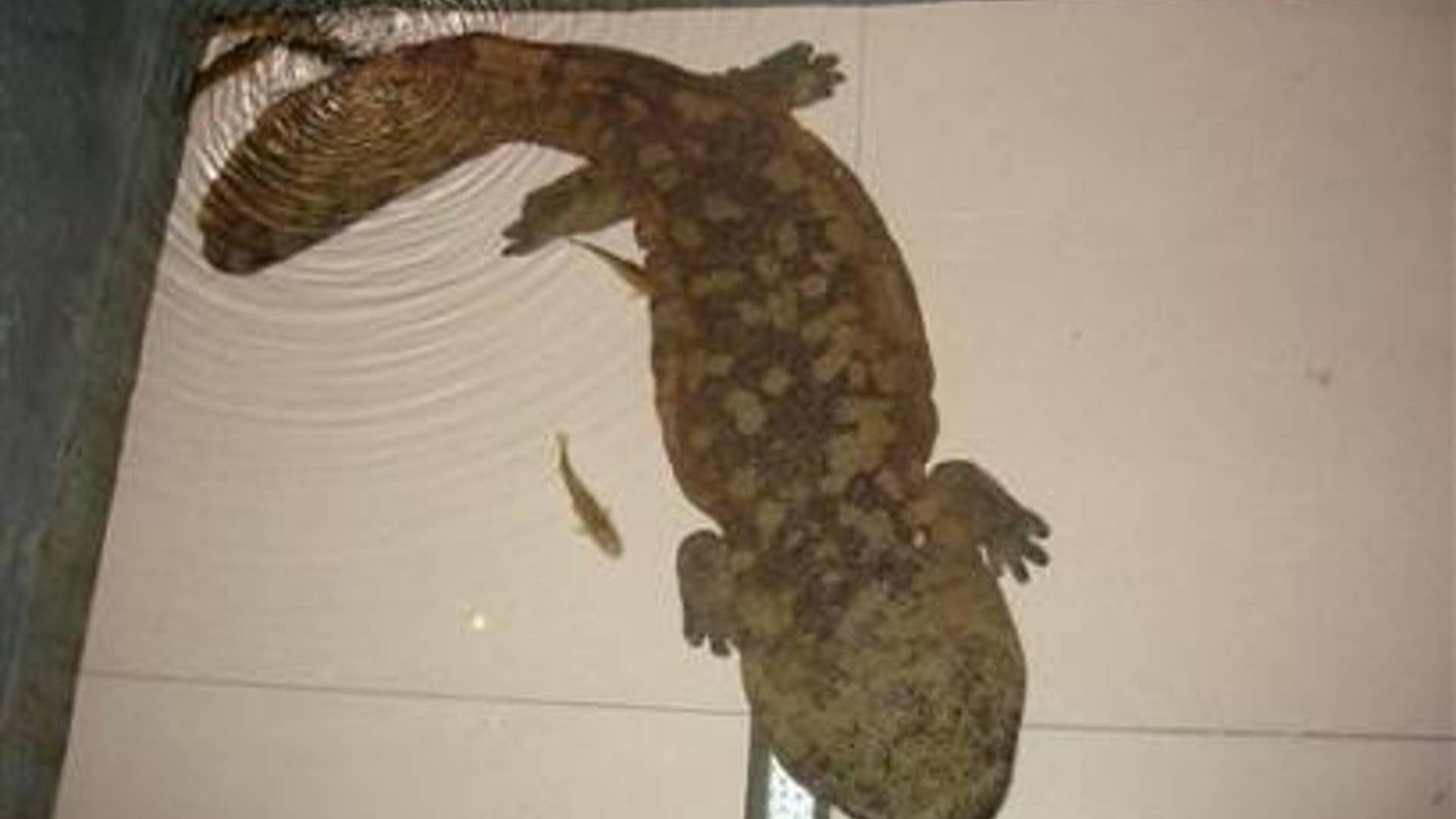 Largest Amphibian
