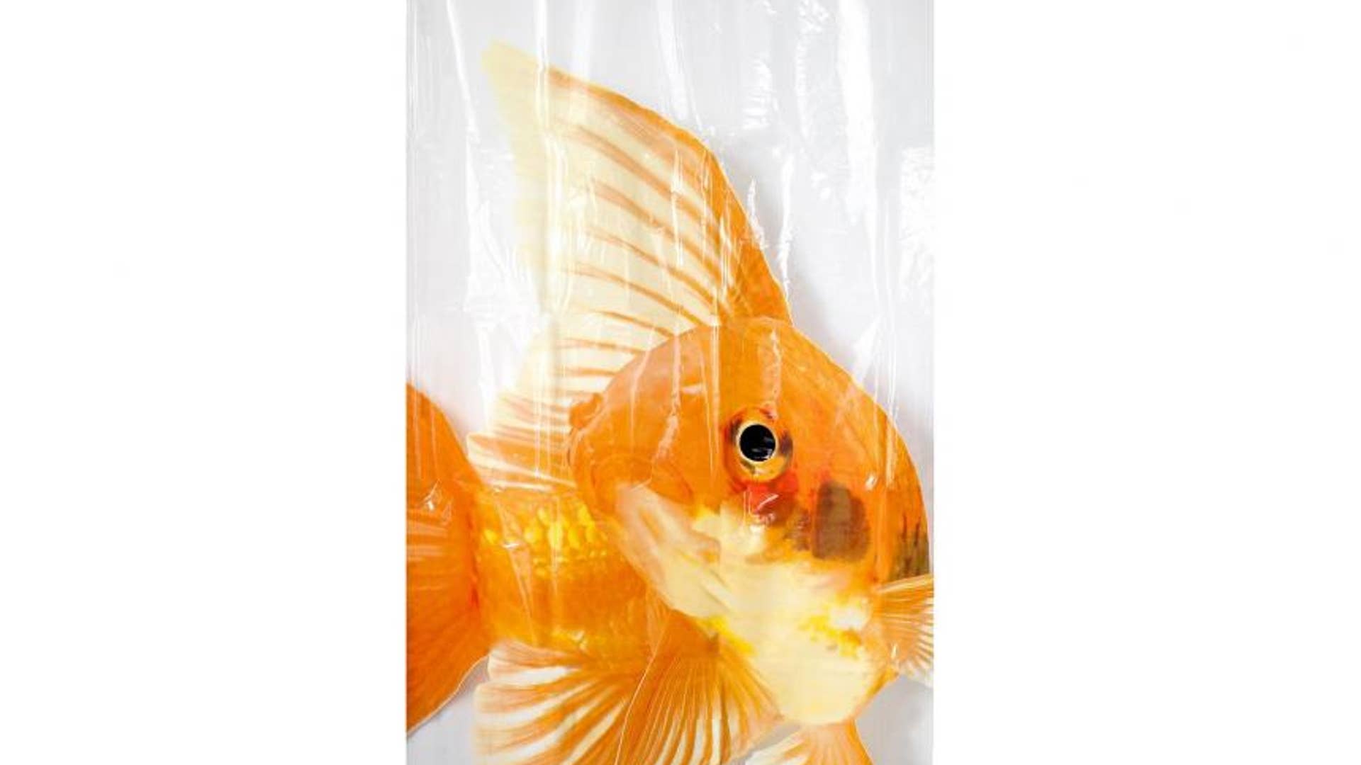 Goldzilla PEVA Shower Curtain