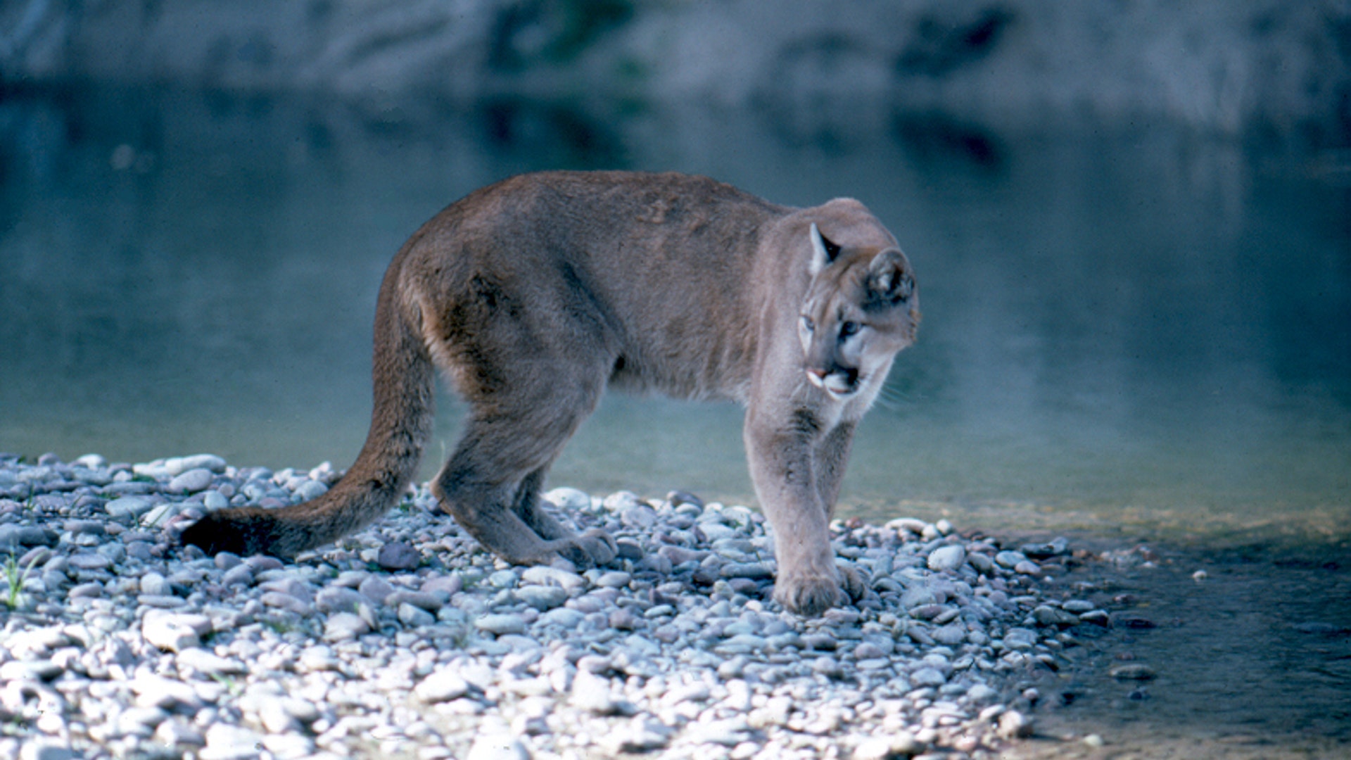 grand_teton_mountain_lion