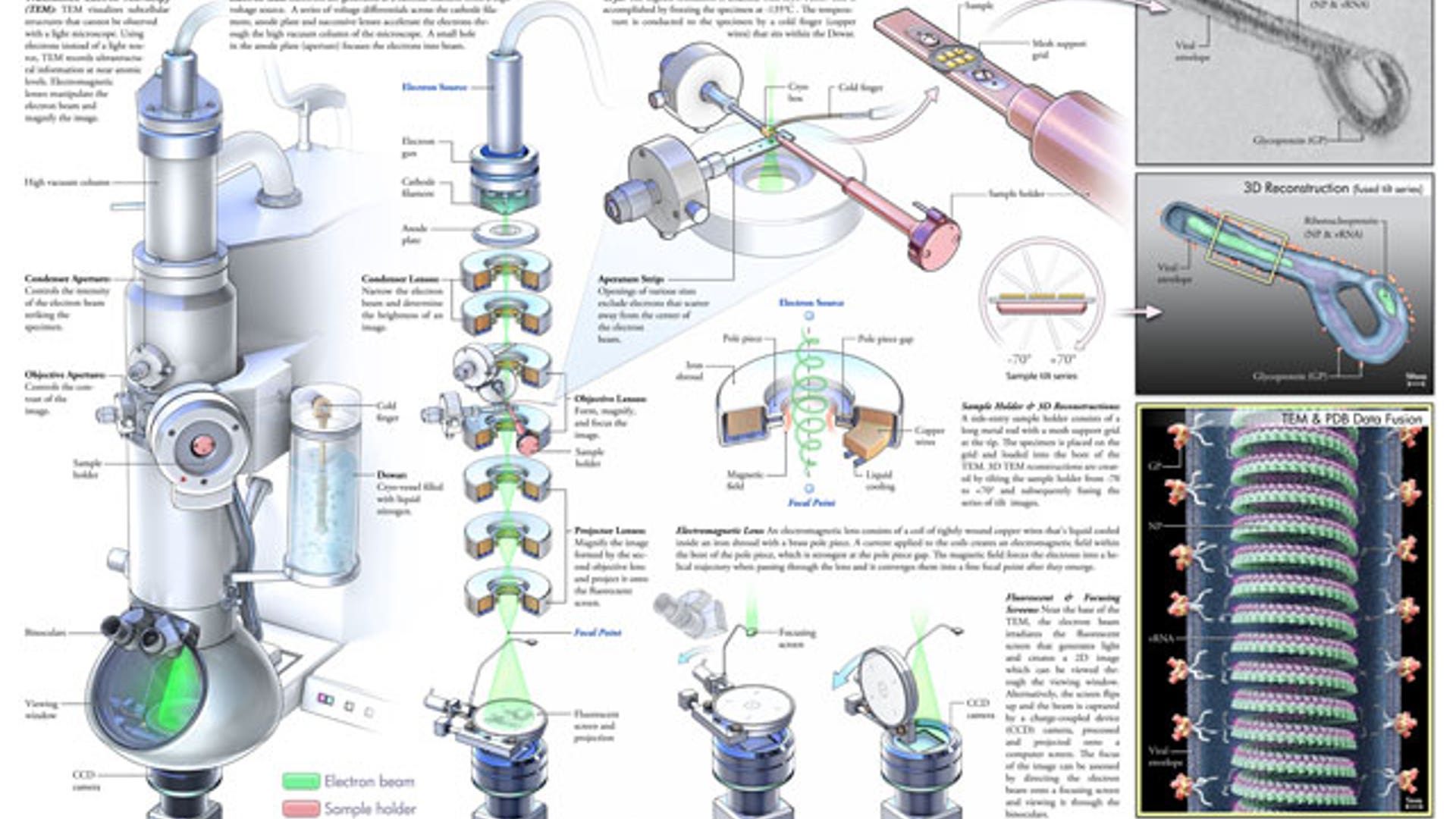 Transmission Electron Microscopy: Structure, Function and 3D Reconstruction